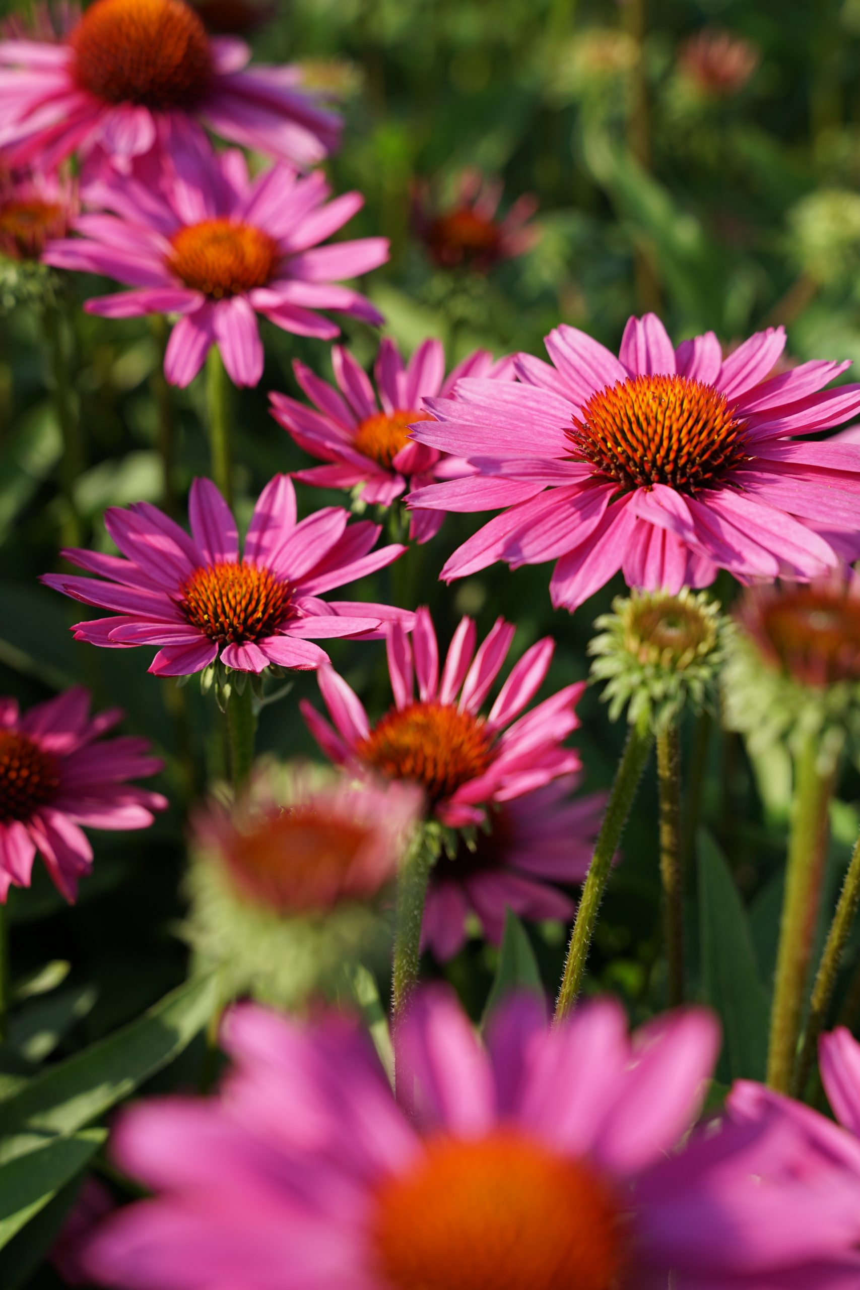 5220_echinacea_purpurea_sunseekers_pink_SS_002.jpeg