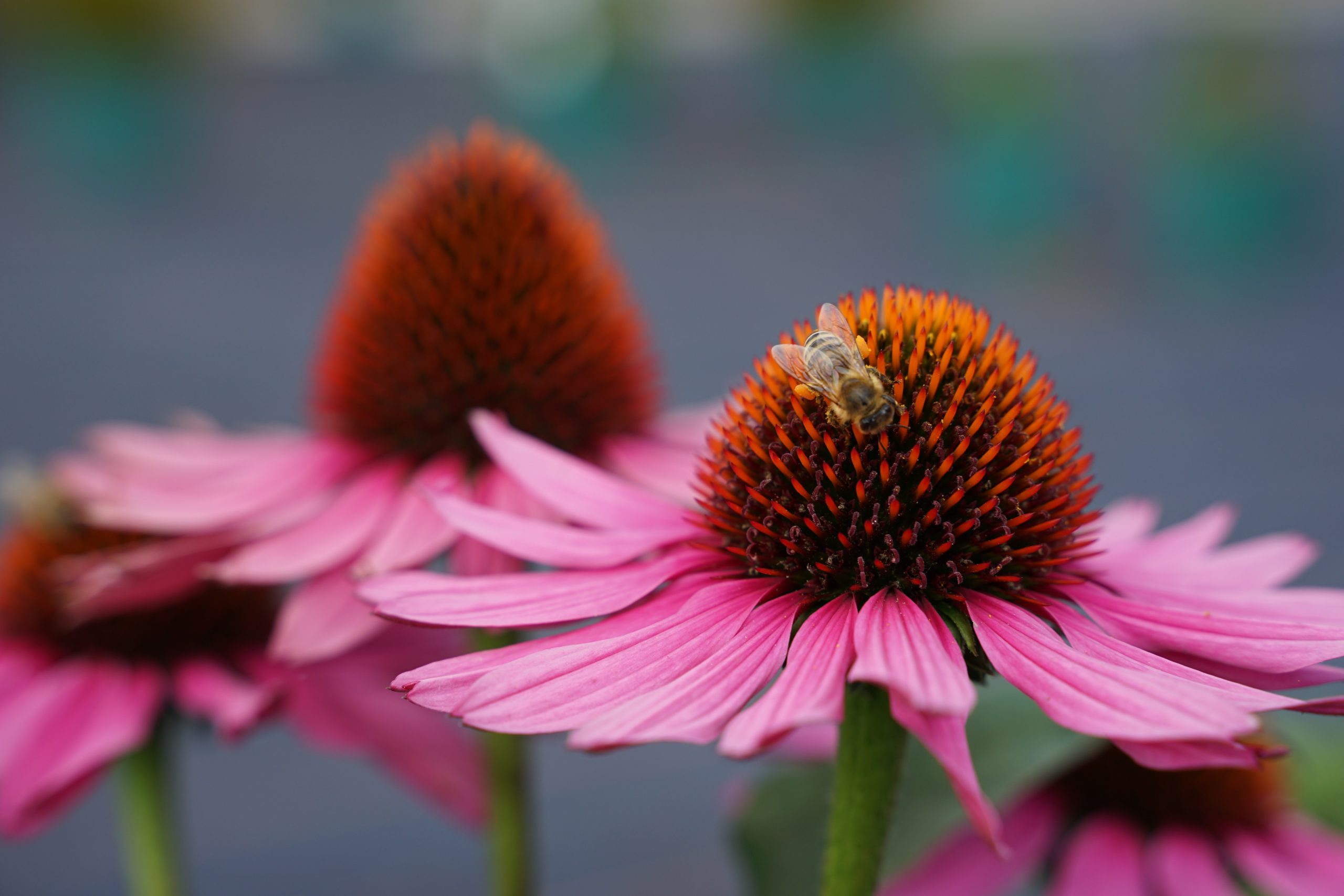 5221_echinacea_cultorum_sunseekers_pink_SS_003.jpeg