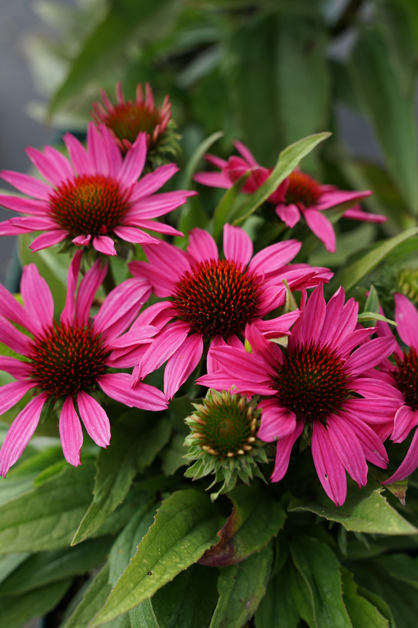 5222_echinacea_cultorum_sunseekers_pink_SS_004.jpeg