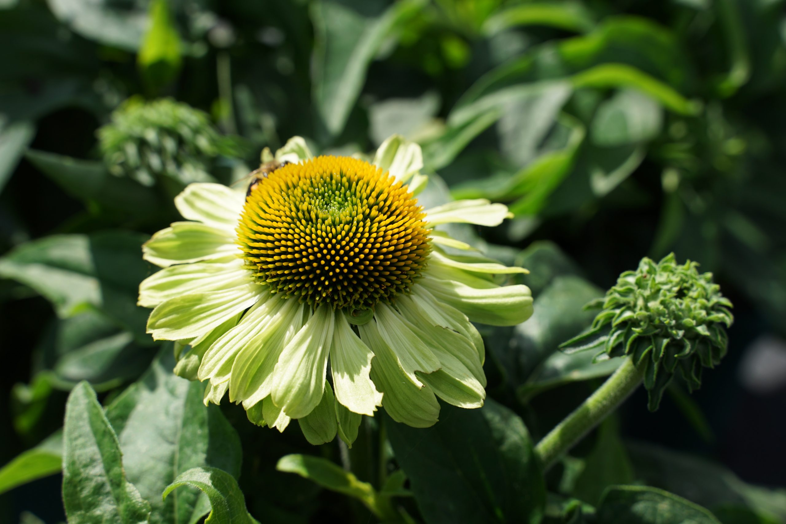 6825_echinacea_cultorum_sunseekers_apple_green_SS_001.jpeg