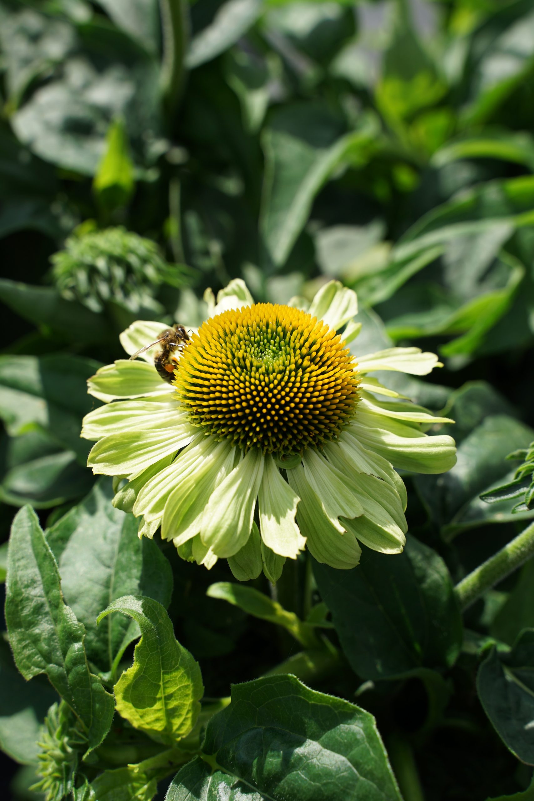 6826_echinacea_cultorum_sunseekers_apple_green_SS_002.jpeg
