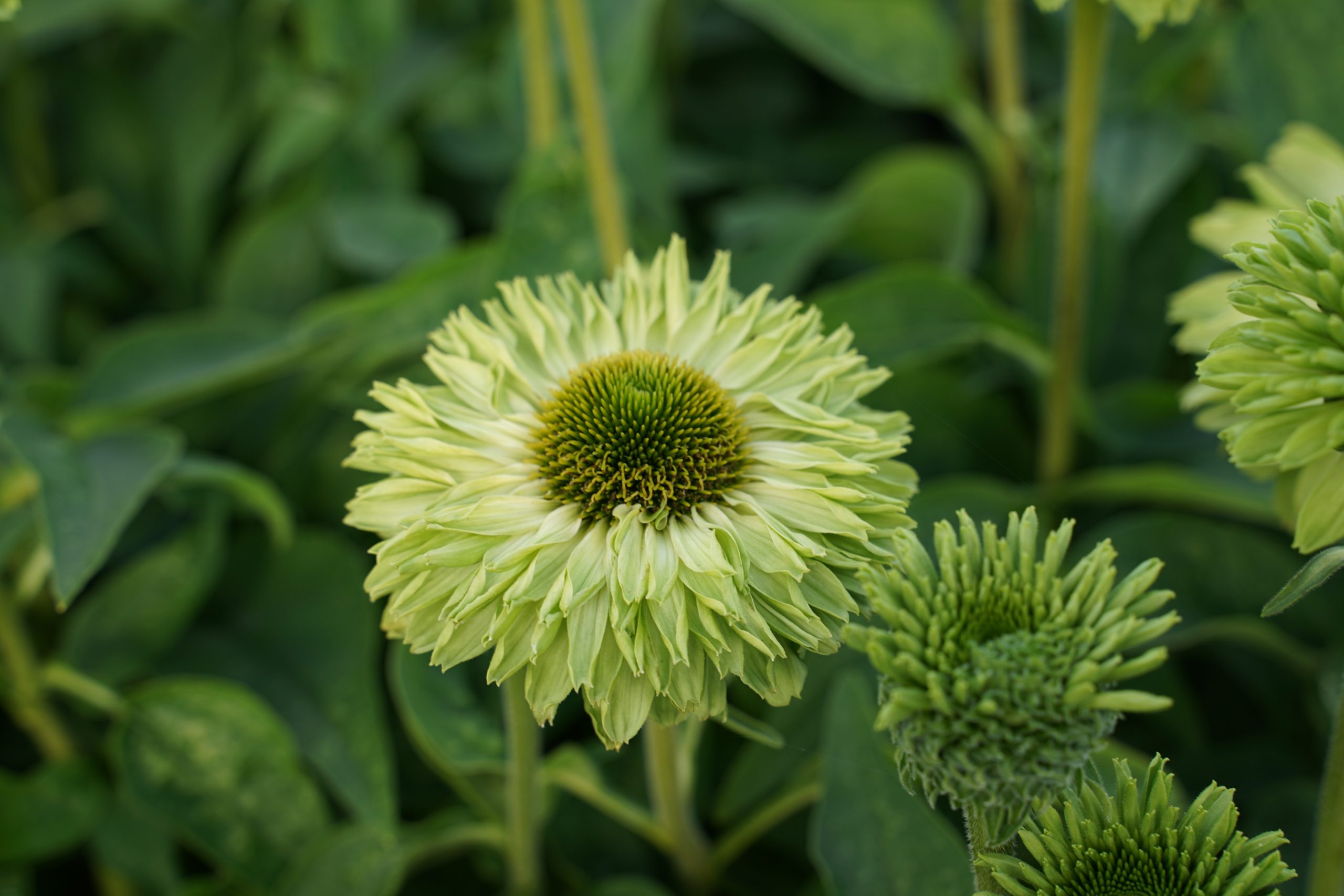 6827_echinacea_sunseekers_apple_green_SS_004.jpeg