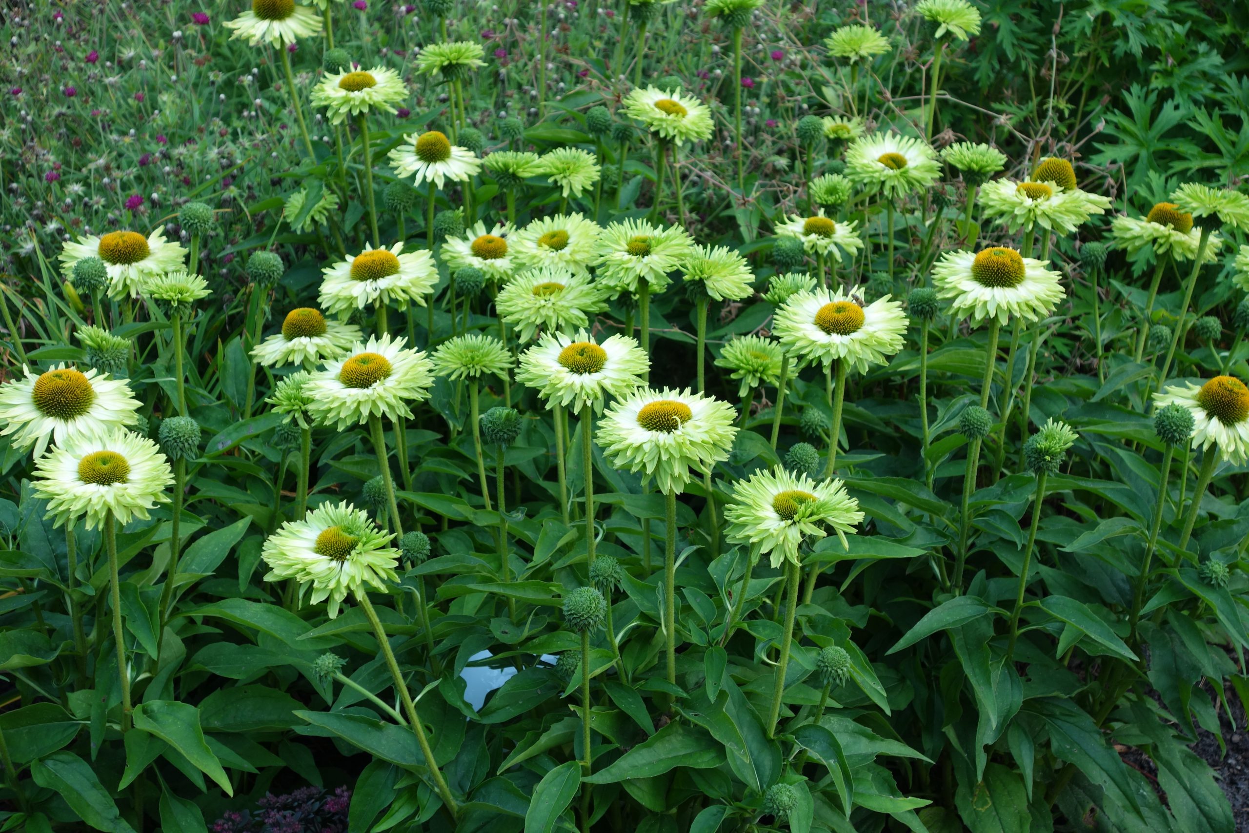 6828_echinacea_sunseekers_apple_green_SS_005.jpeg