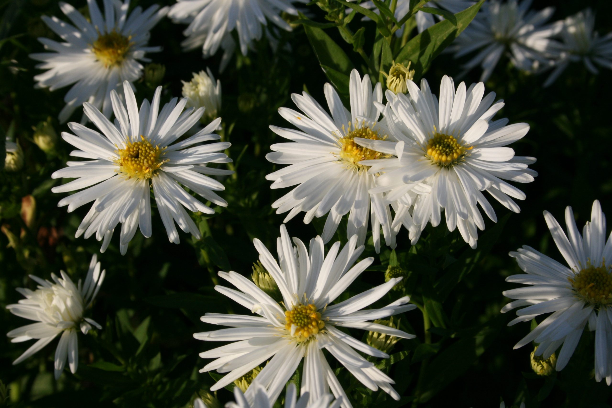 701_aster_novi_belgii_schneeberg_SS_001.jpeg