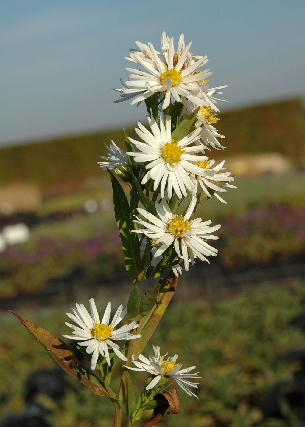 703_aster_novi_belgii_schneeberg_SS_003.jpeg