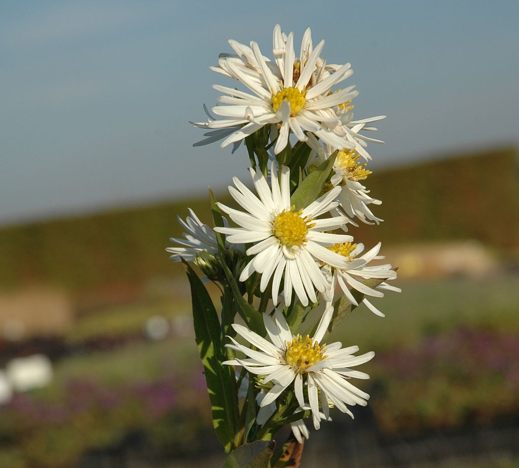 704_aster_novi_belgii_schneeberg_SS_004.jpeg