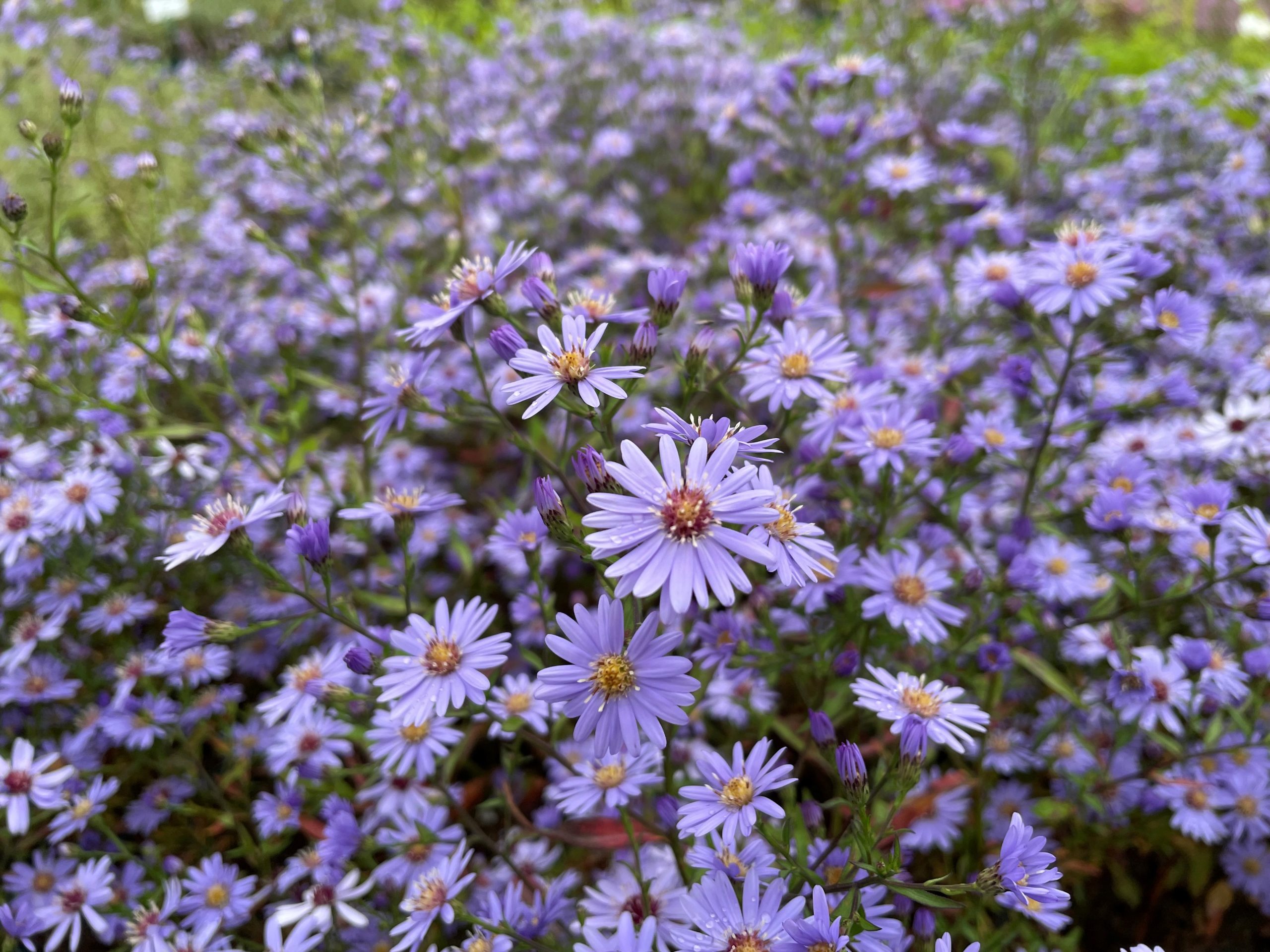 7698_aster_cordifolius_little_carlow_BG_001.jpg