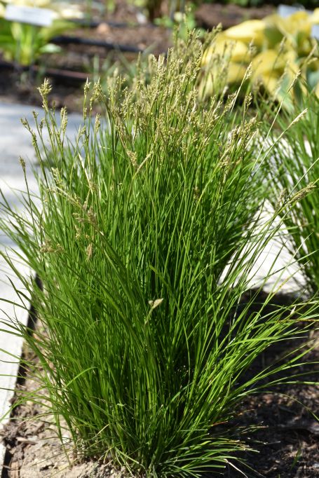 Carex rosea