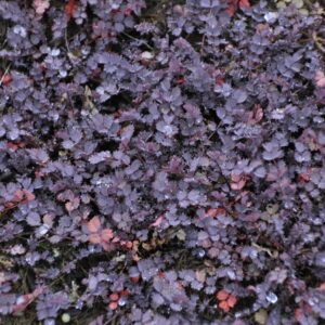 Acaena inermis 'Purpurea'