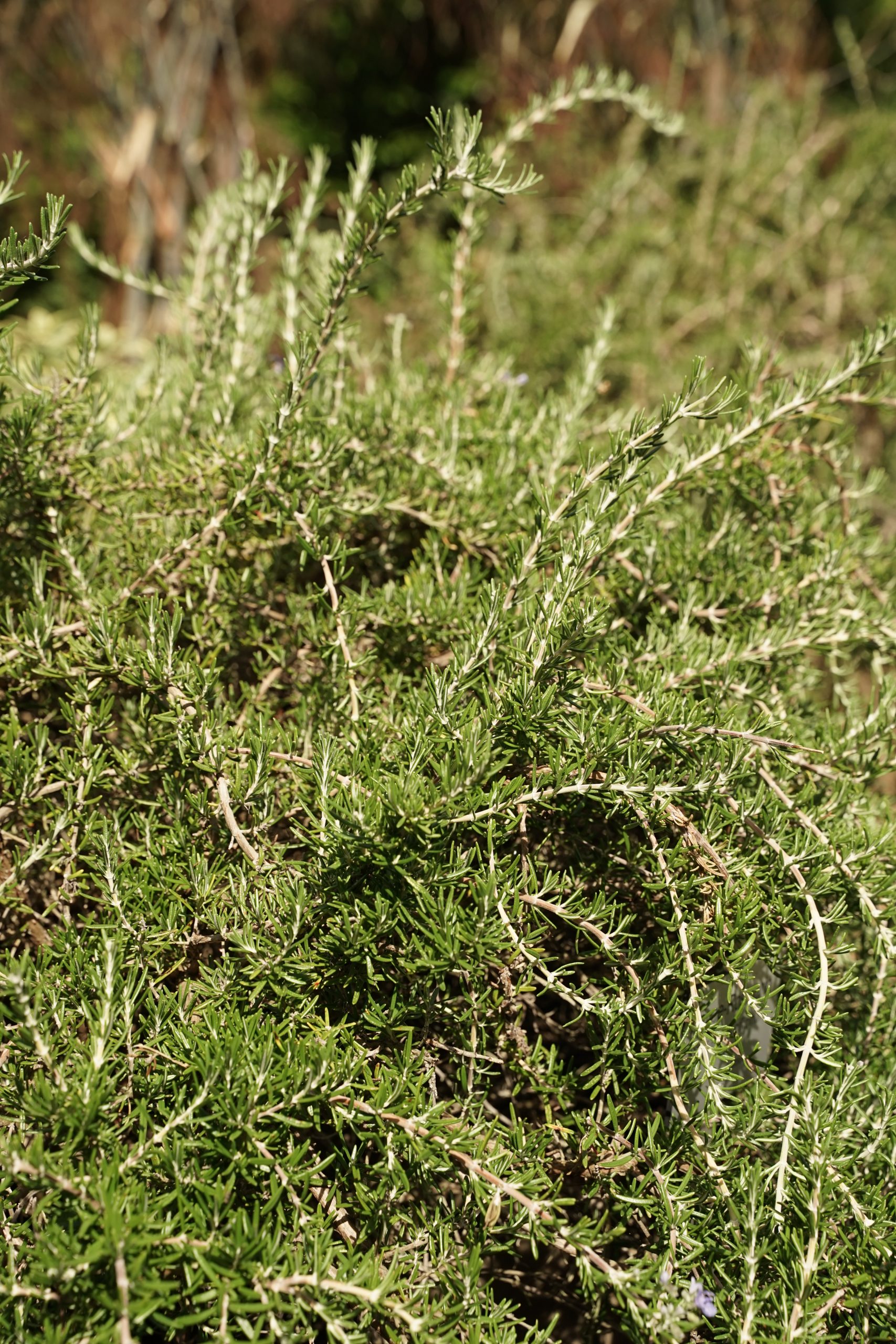 10676_rosmarinus_officinalis_prostratus_SS_001.jpg