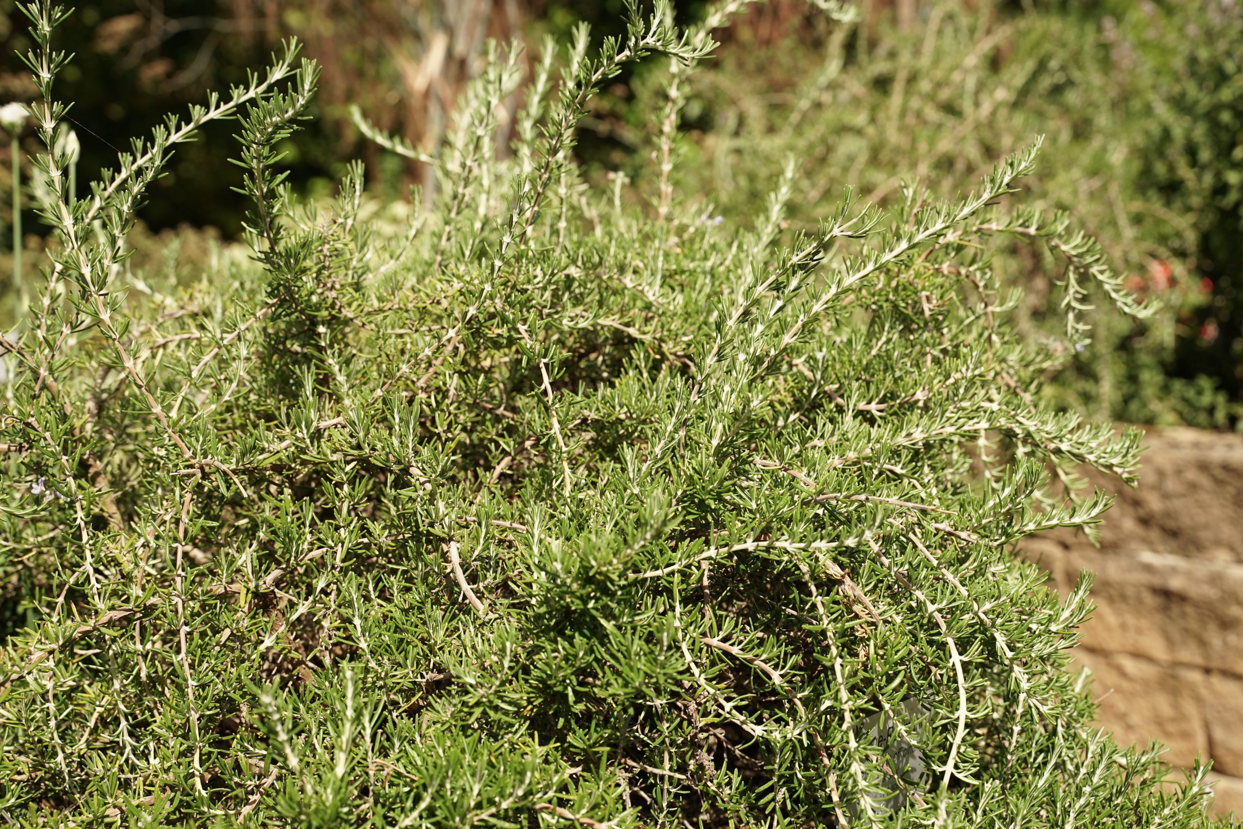 10677_rosmarinus_officinalis_prostratus_SS_002.jpg