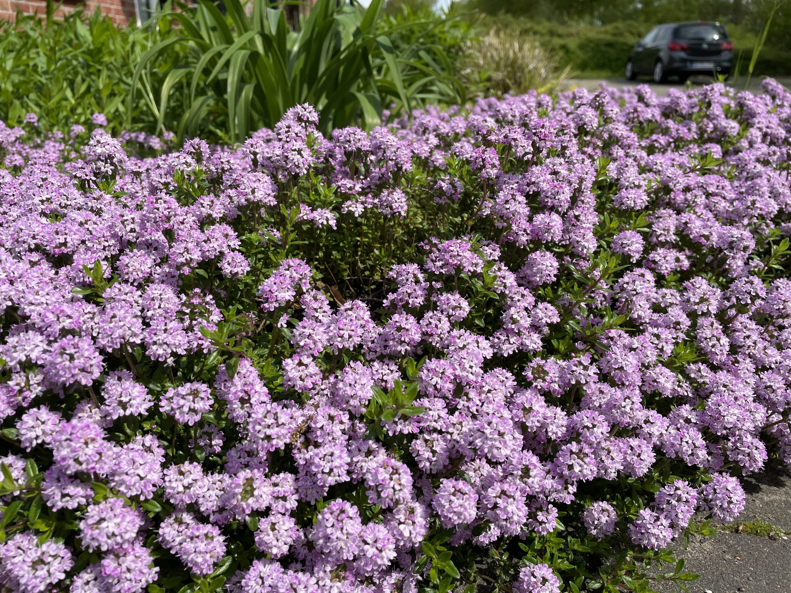Thymus longicaulis ssp. odoratus – Bild 2