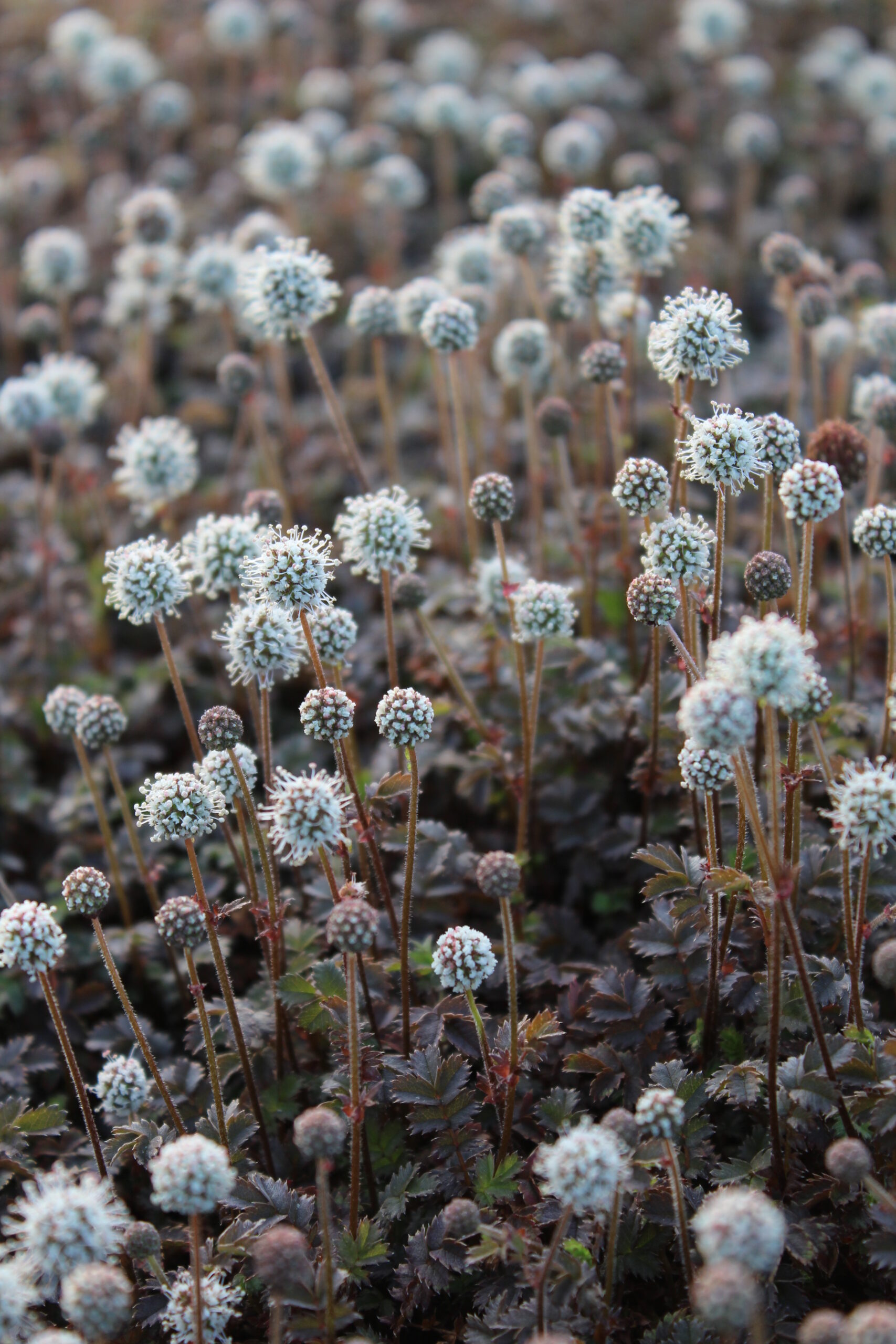 Acaena microphylla 'Kupferteppich' – Bild 4