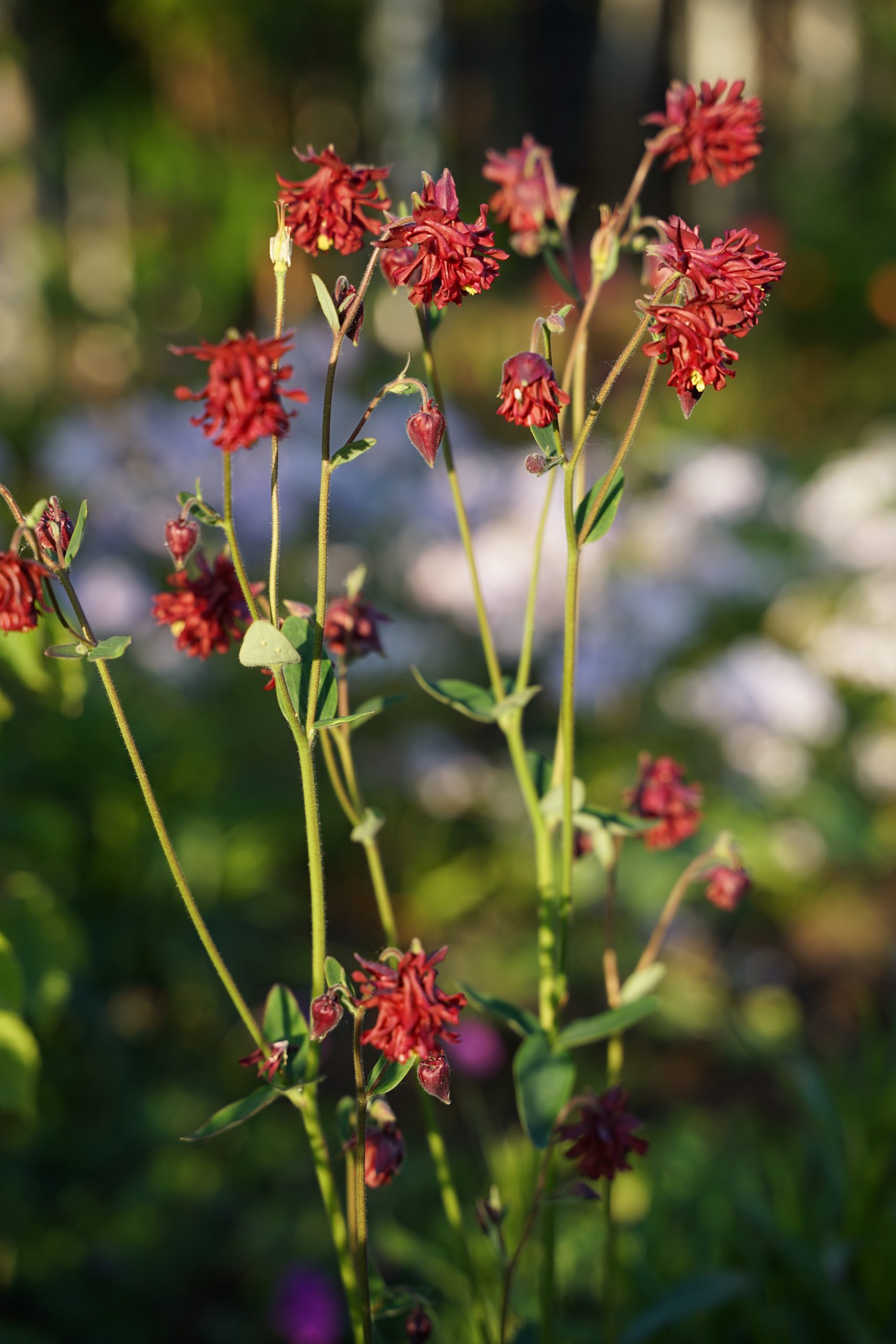 Aquilegia x cult. 'Bordeaux Barlow' – Bild 2