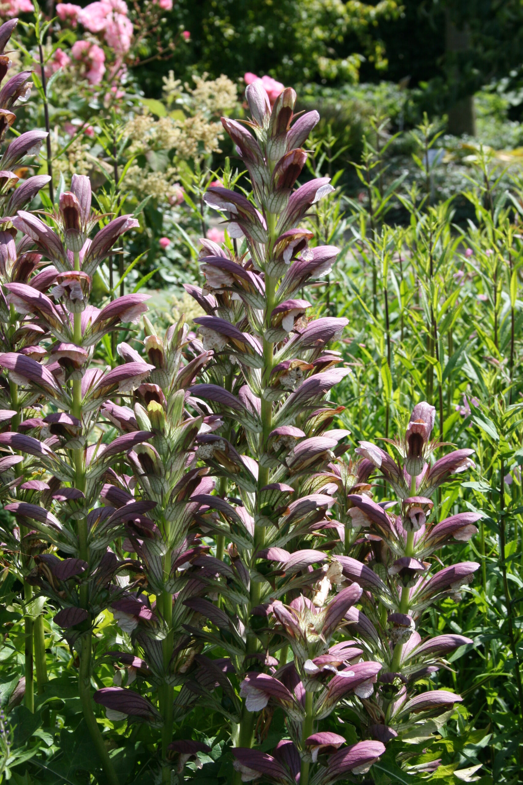 Acanthus hungaricus – Bild 2