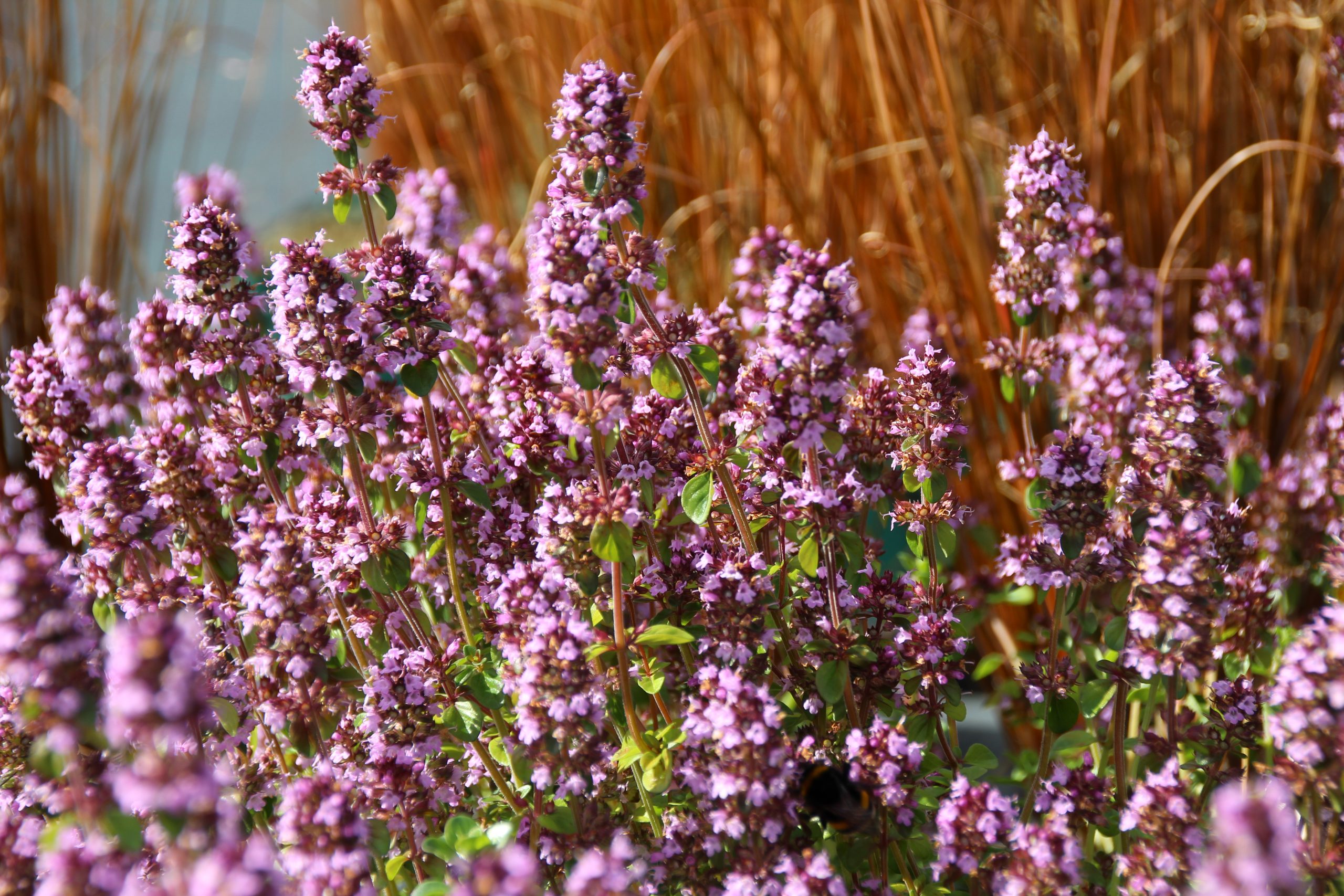 Thymus pulegioides 'Tabor' – Bild 2