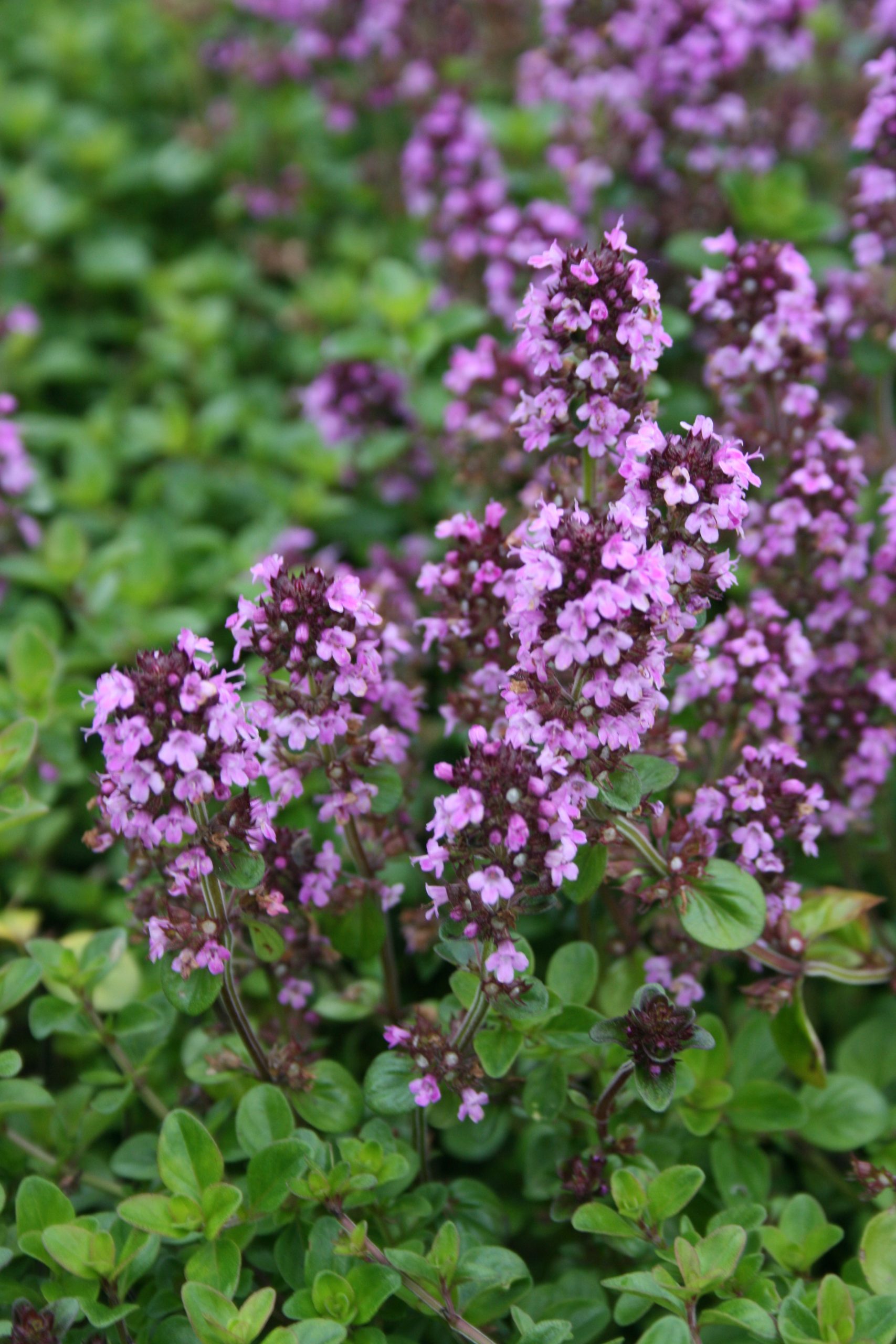 Thymus pulegioides 'Tabor' – Bild 3