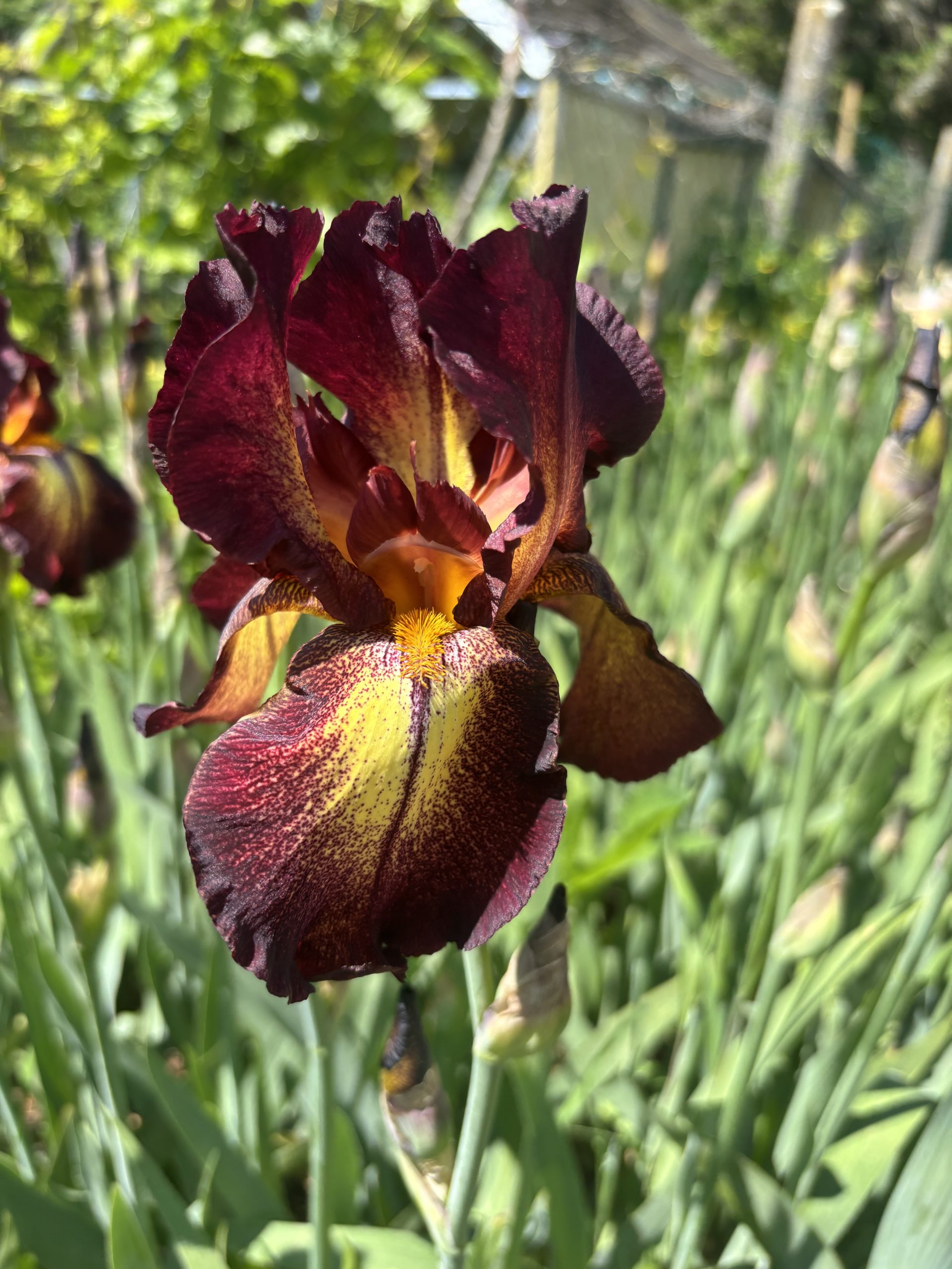 11781_iris_barbata_elatior_provencal_XS_001.jpg