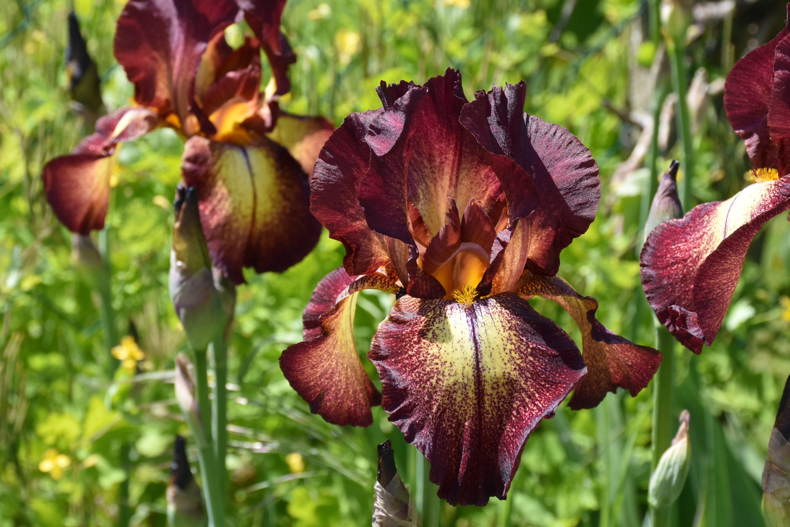 11796_iris_barbata_elatior_provencal_XS_003.jpg