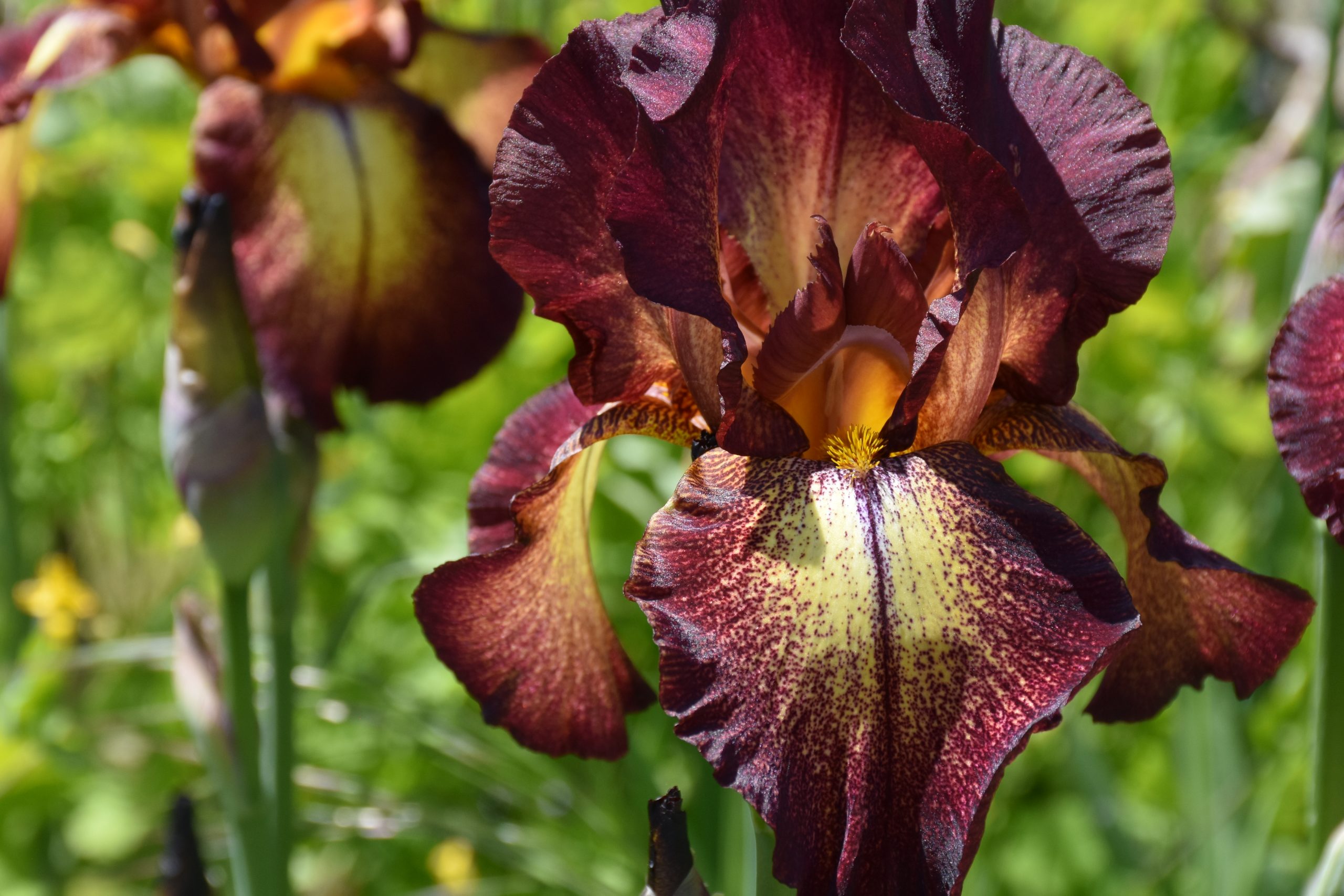 11797_iris_barbata_elatior_provencal_XS_004.jpg