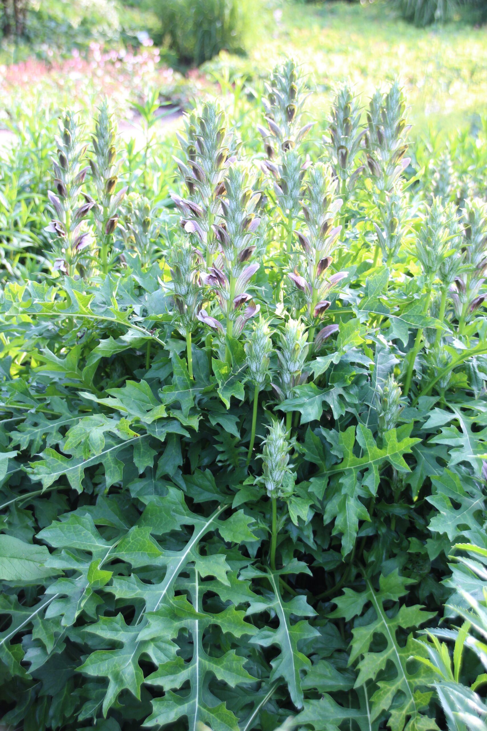 Acanthus hungaricus – Bild 3