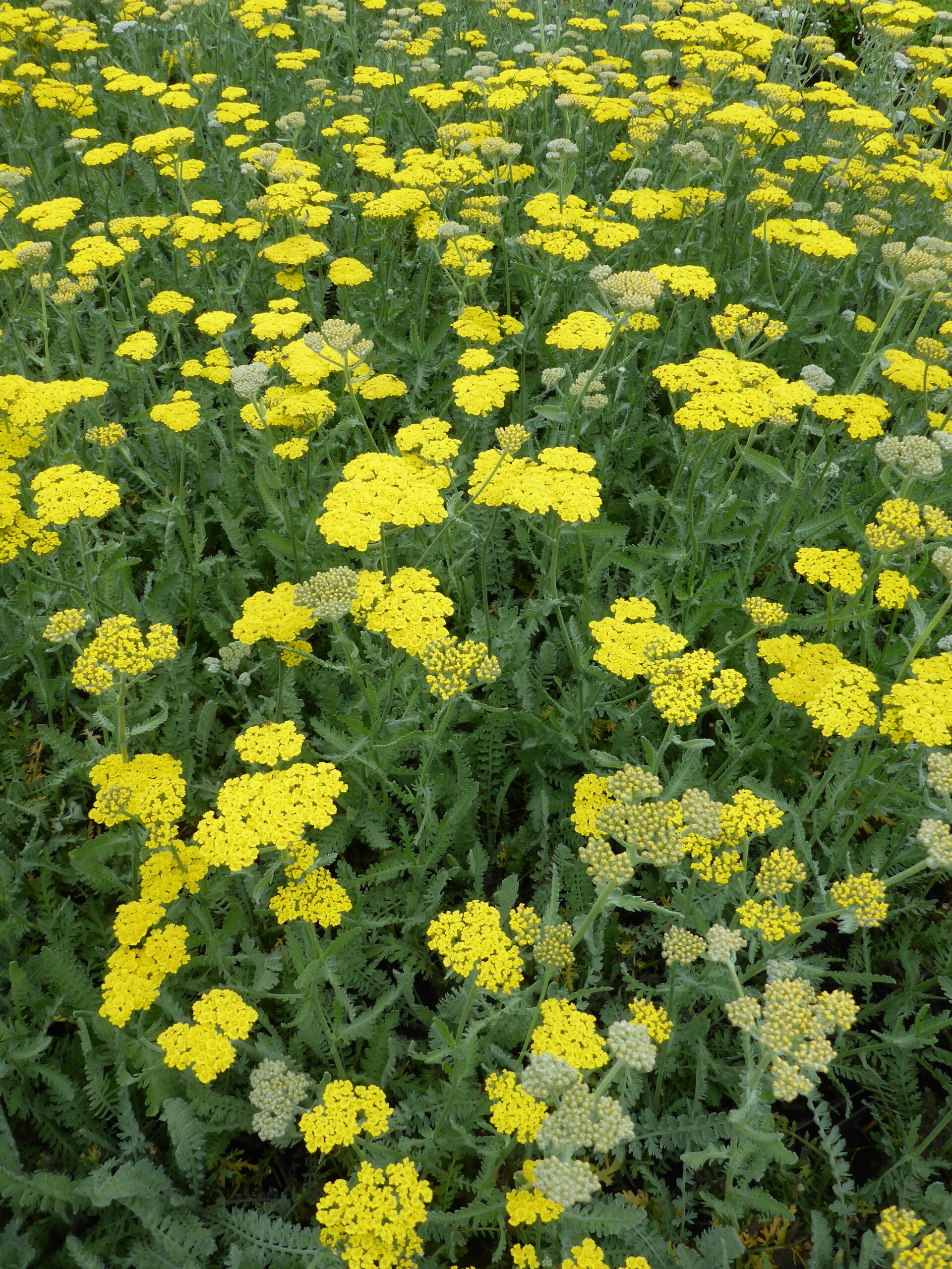 Achillea clypeolata 'Moonshine' – Bild 4