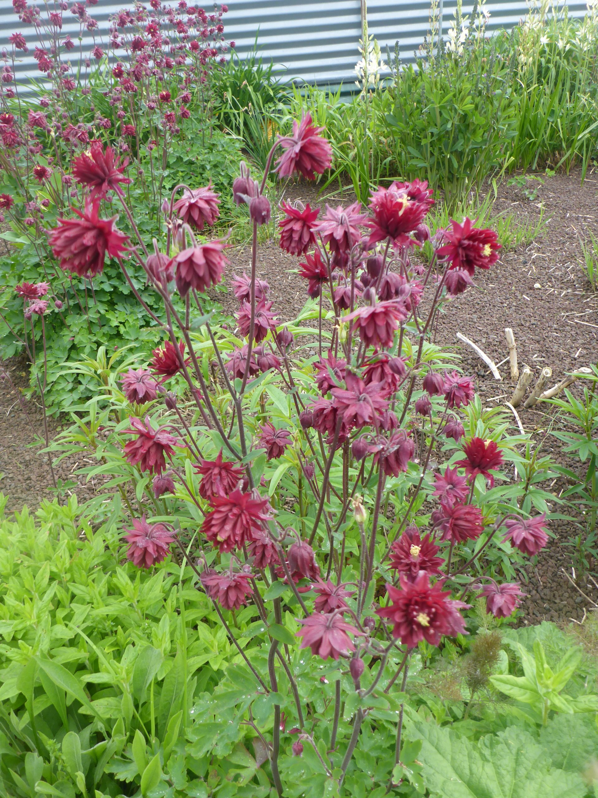 Aquilegia x cult. 'Bordeaux Barlow' – Bild 3