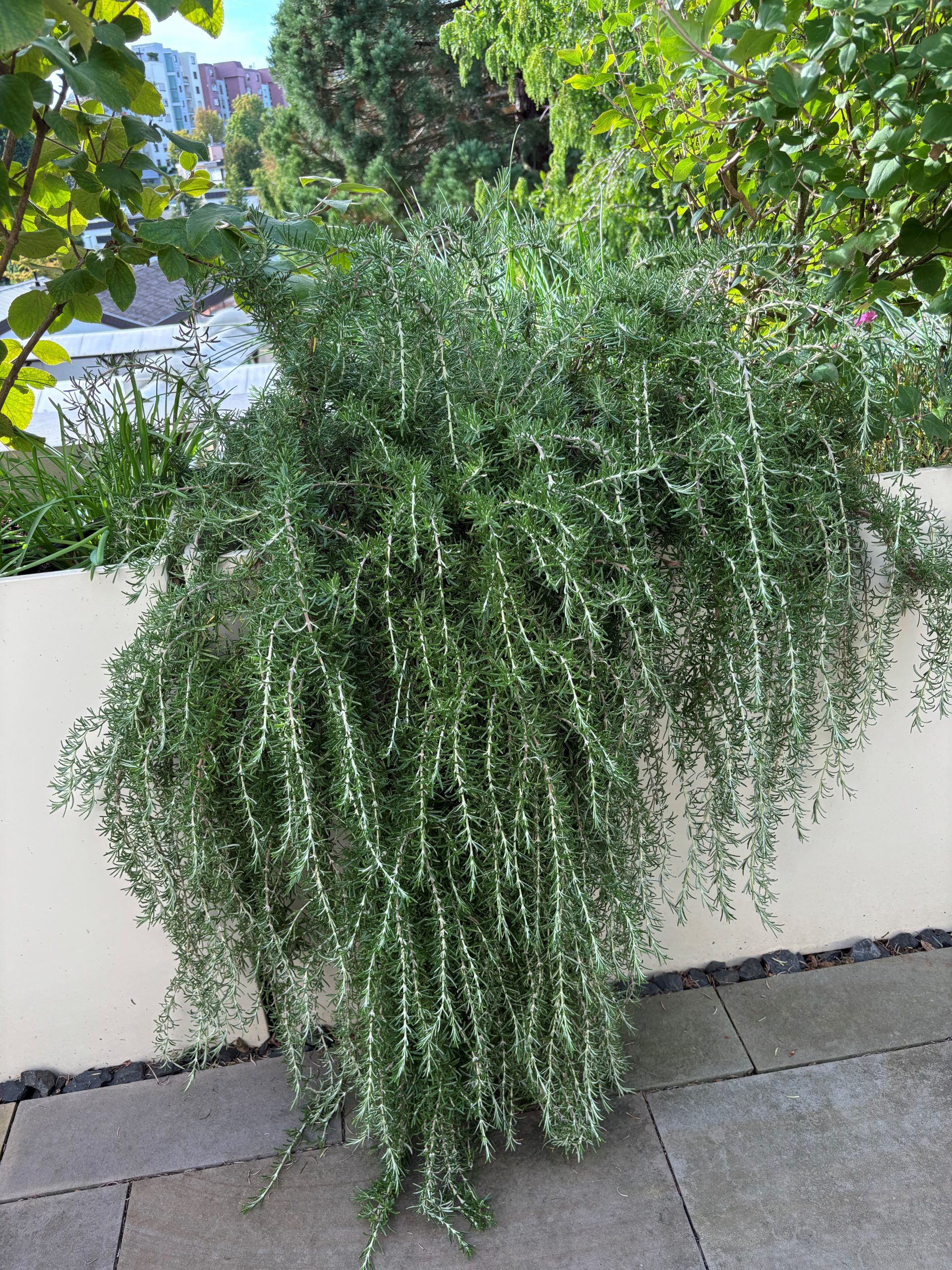 12666_rosmarinus_officinalis_prostratus_SS_003.jpg