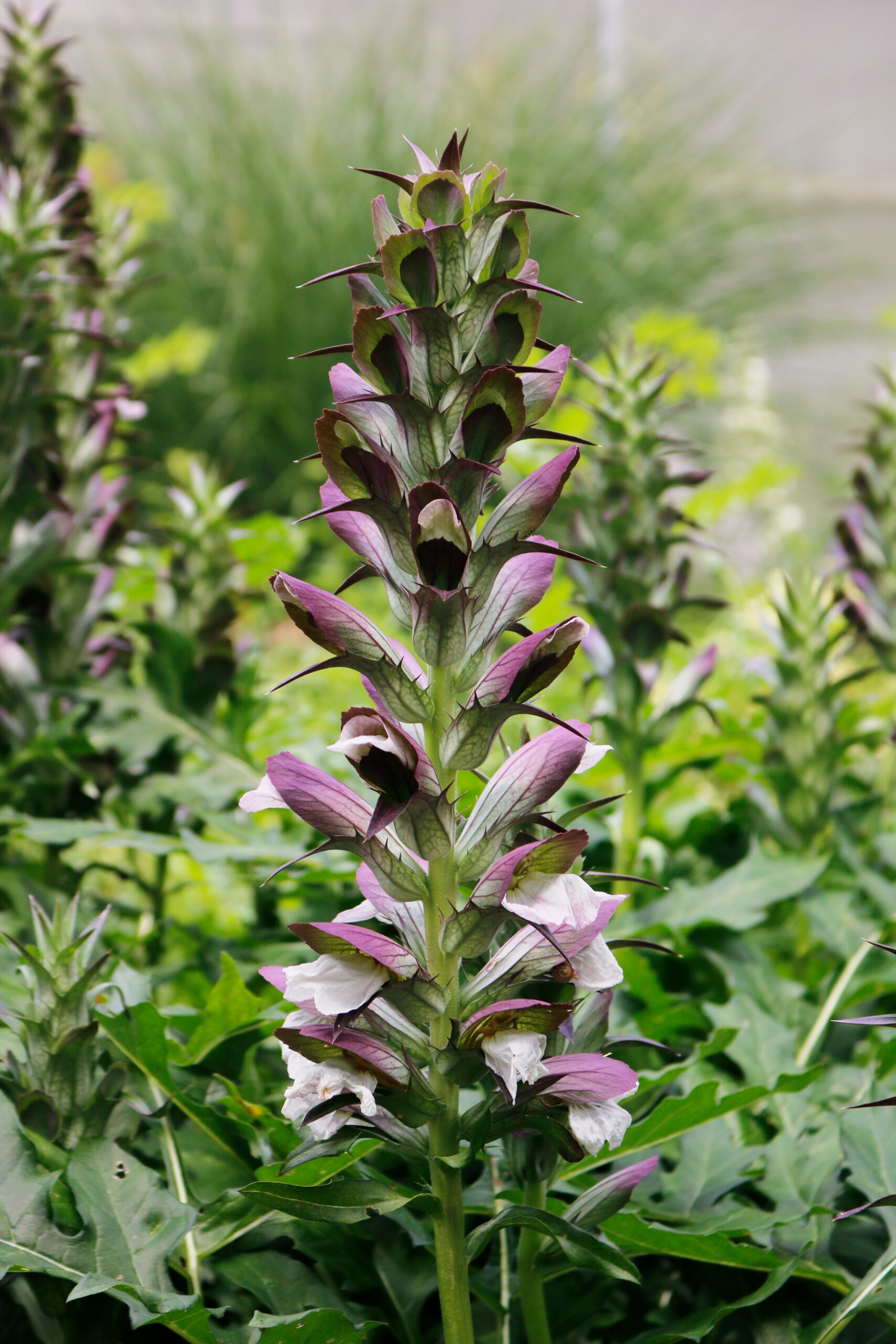 Acanthus hungaricus – Bild 4