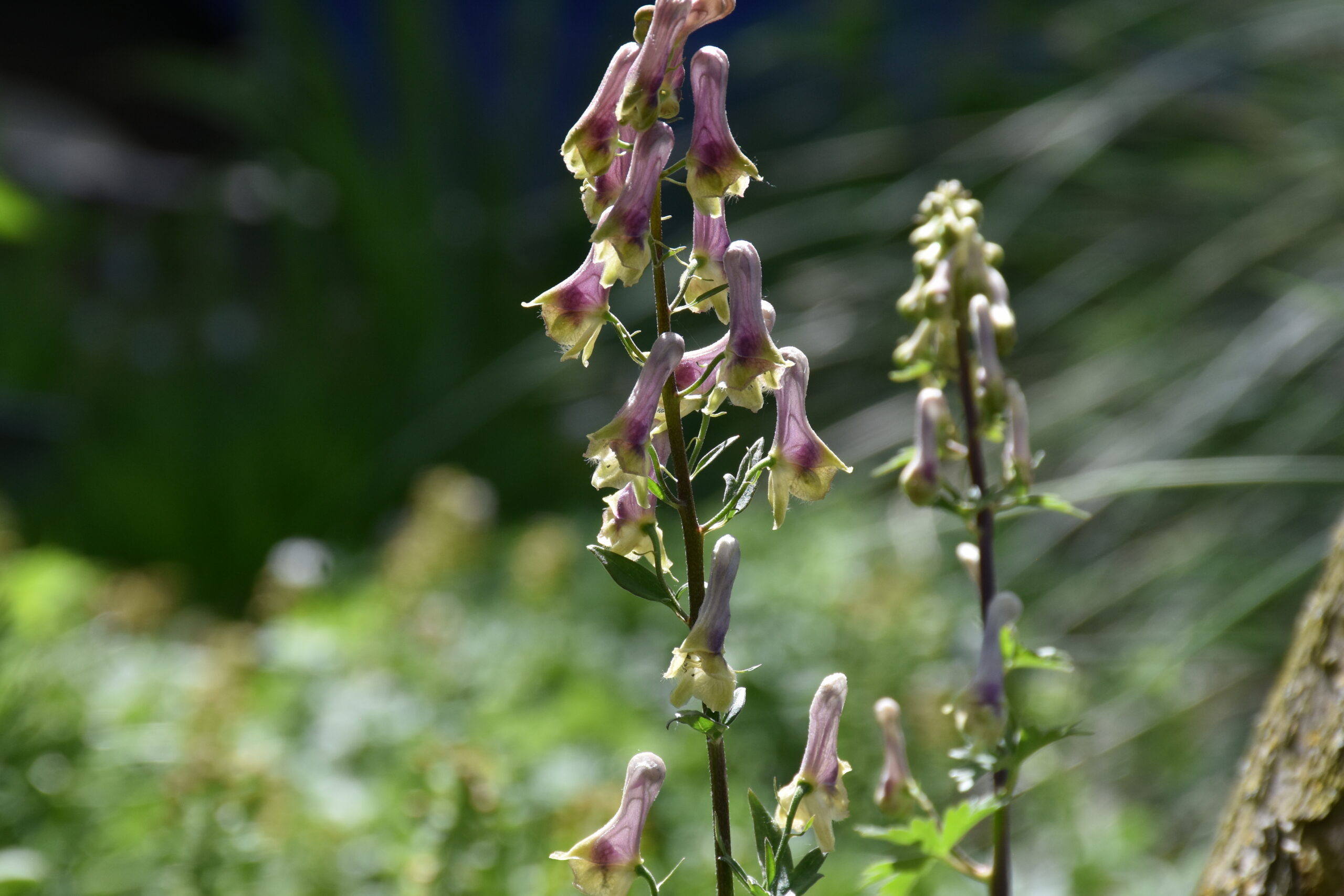 Aconitum lycoctonum ssp. moldavicum