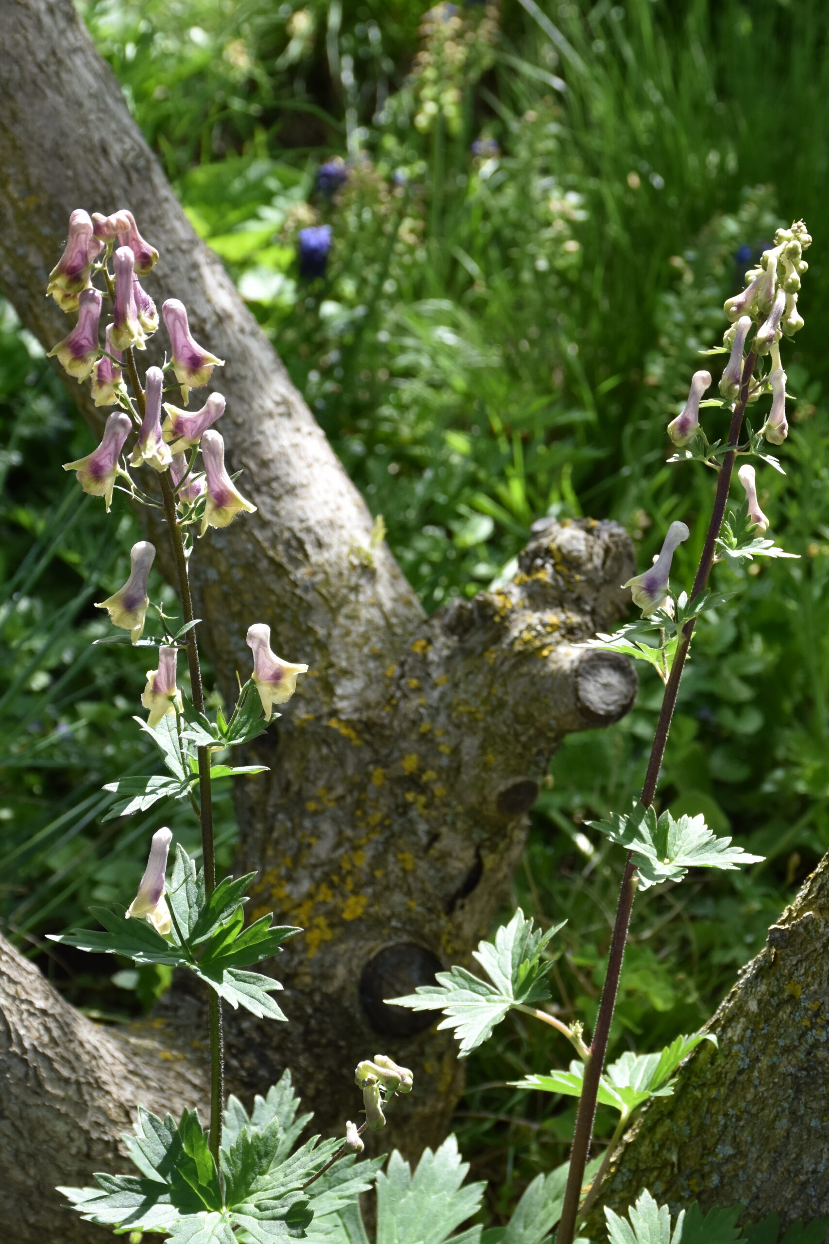 Aconitum lycoctonum ssp. moldavicum – Bild 3