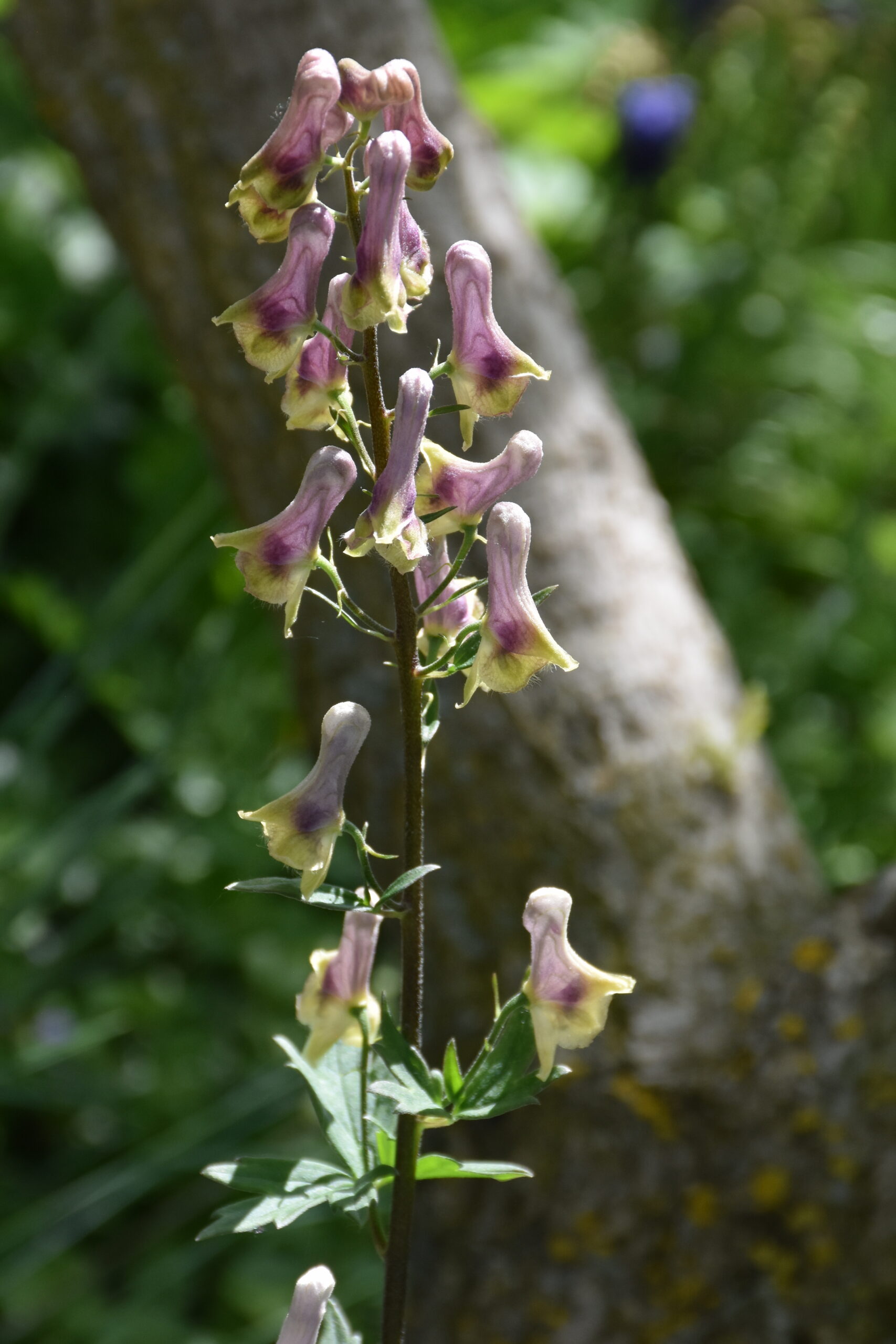 Aconitum lycoctonum ssp. moldavicum – Bild 4