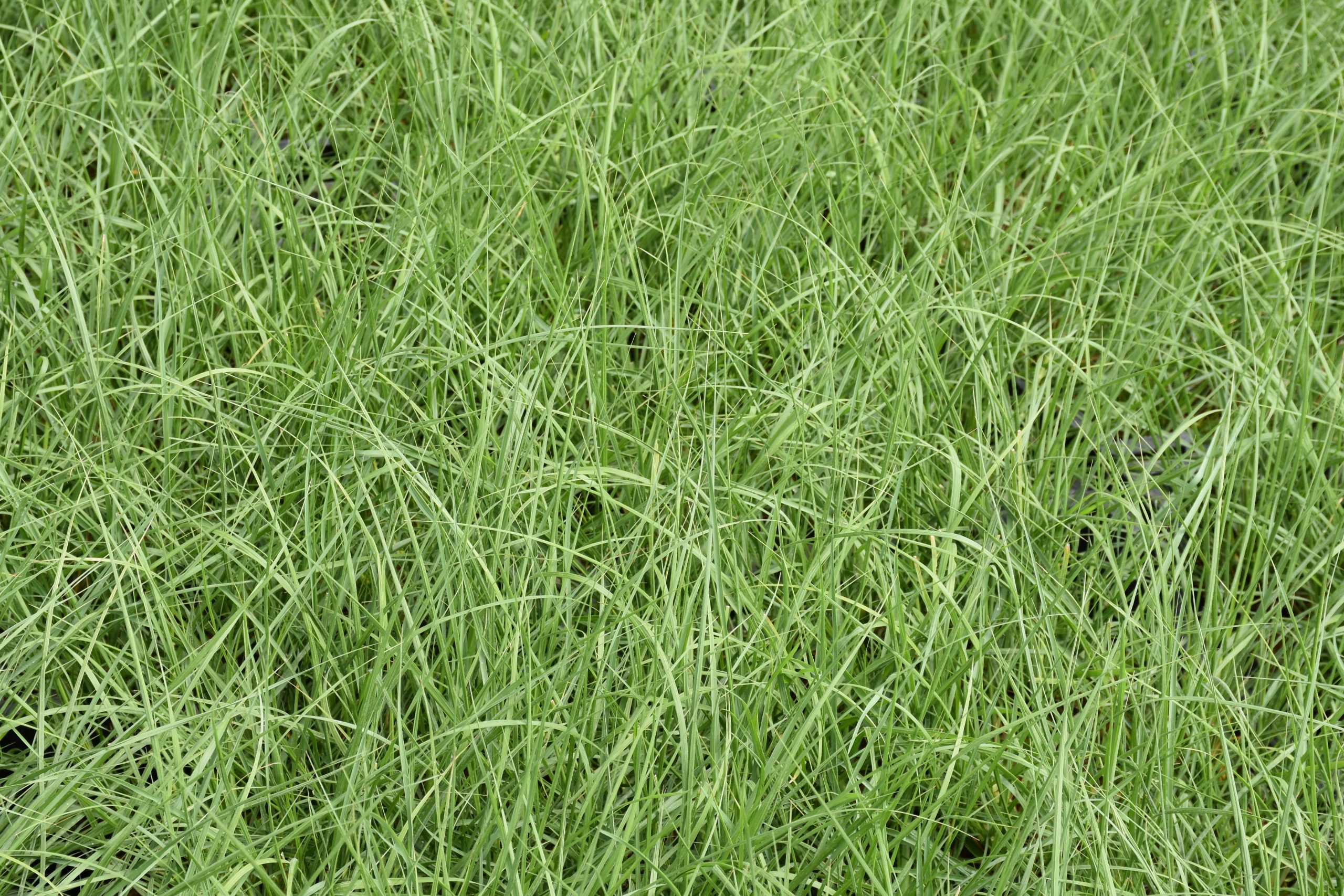 Pennisetum alopecur. 'Praline' ® – Bild 2