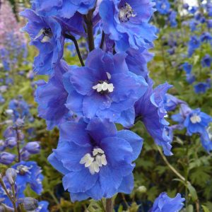 Delphinium Pacific 'Blue Bird'