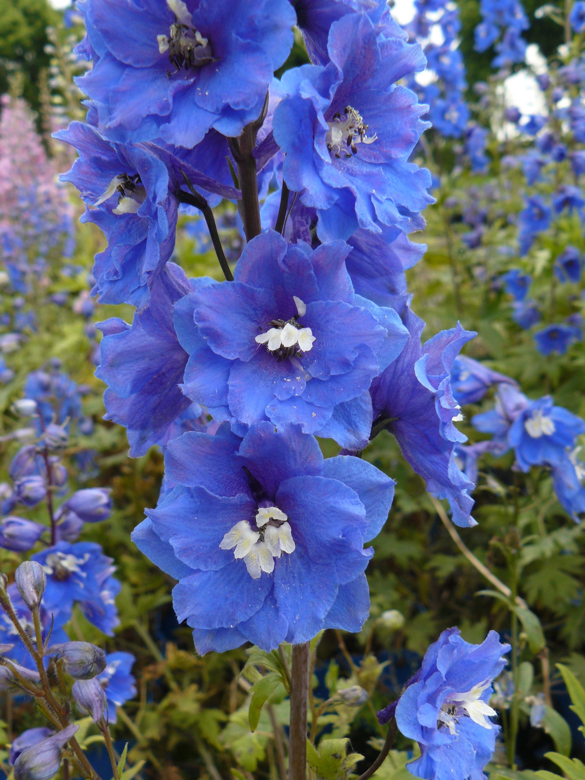 Delphinium Pacific 'Blue Bird'