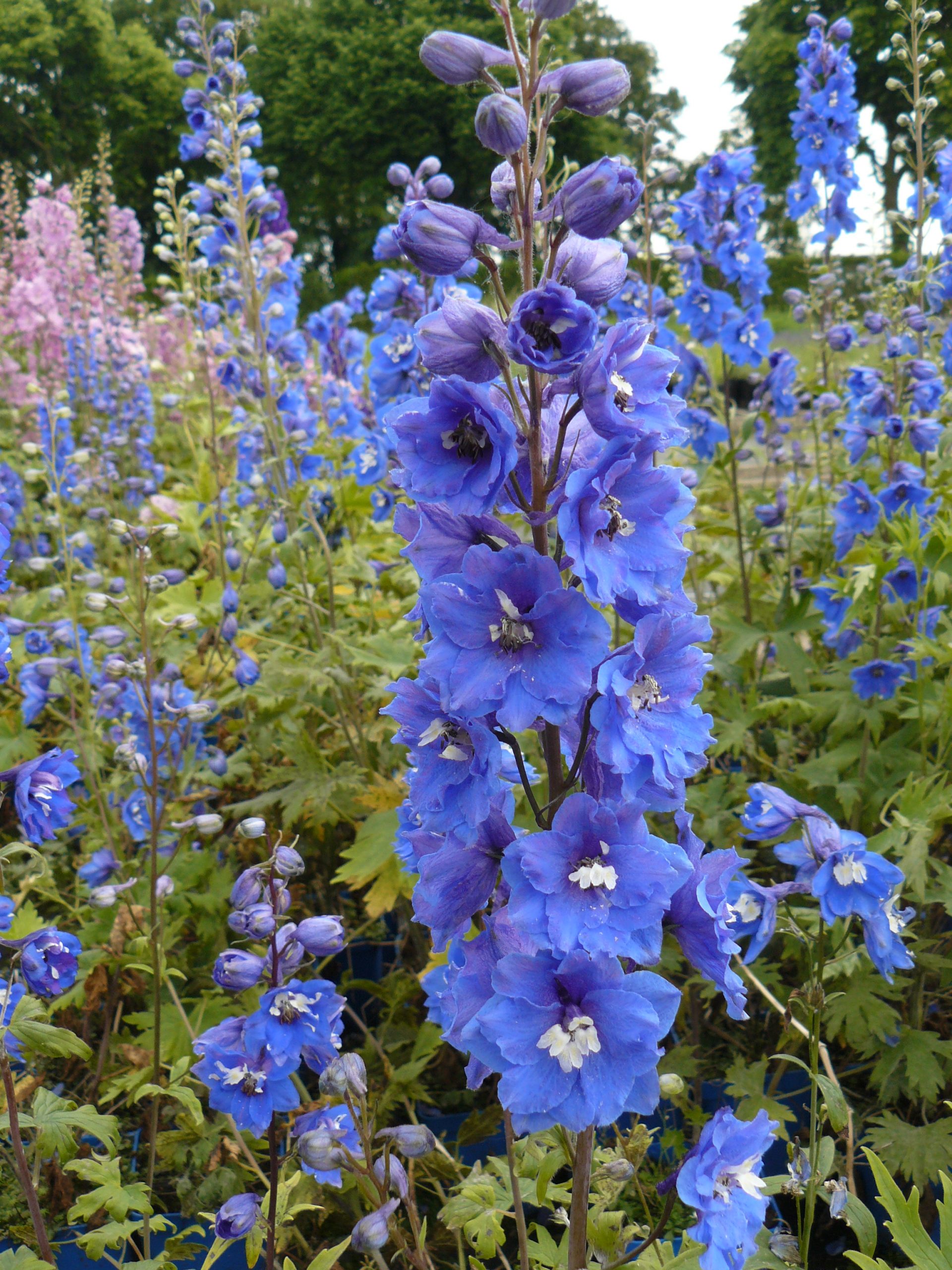 Delphinium Pacific 'Blue Bird' – Bild 2