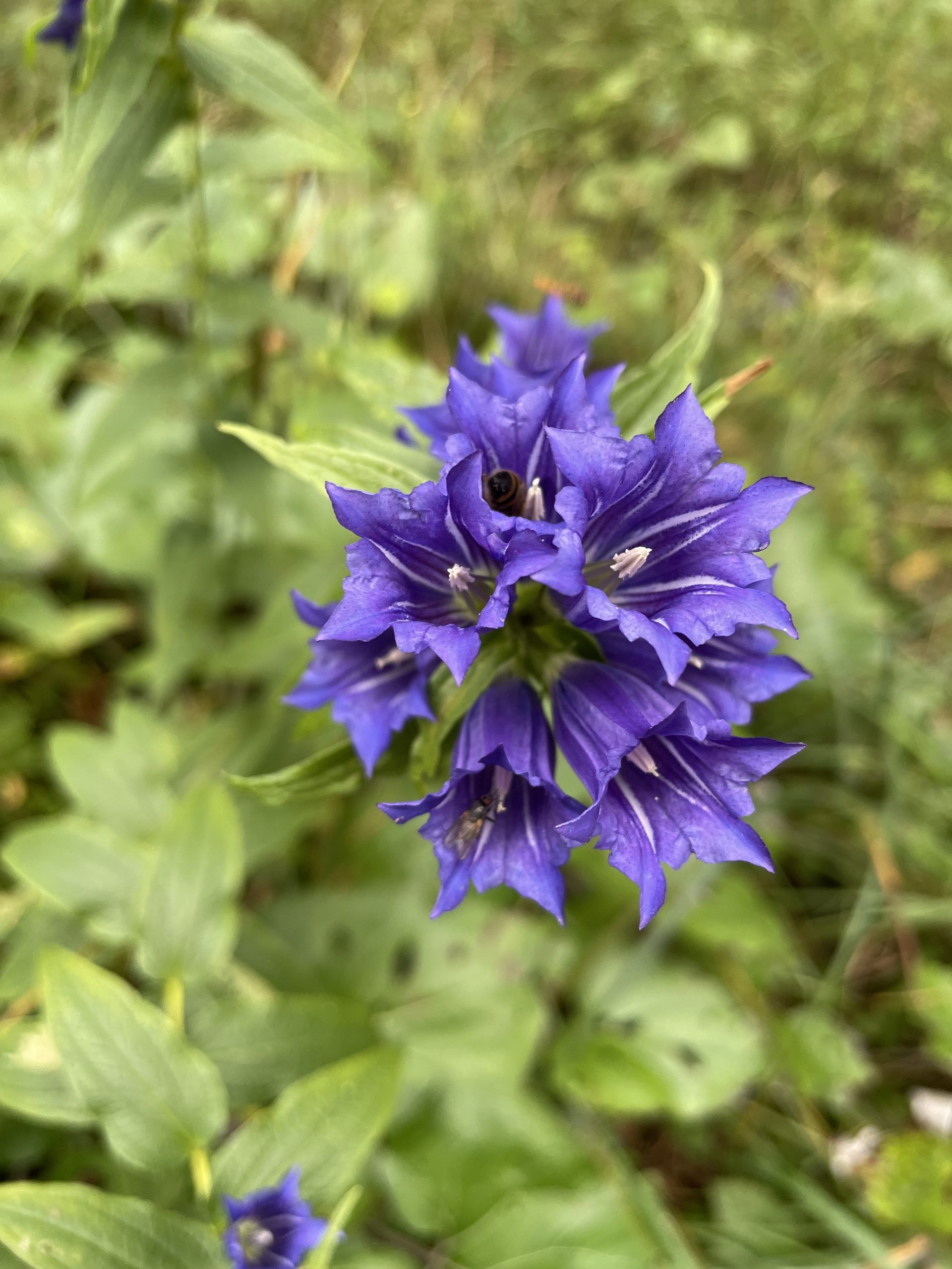Gentiana asclepiadea