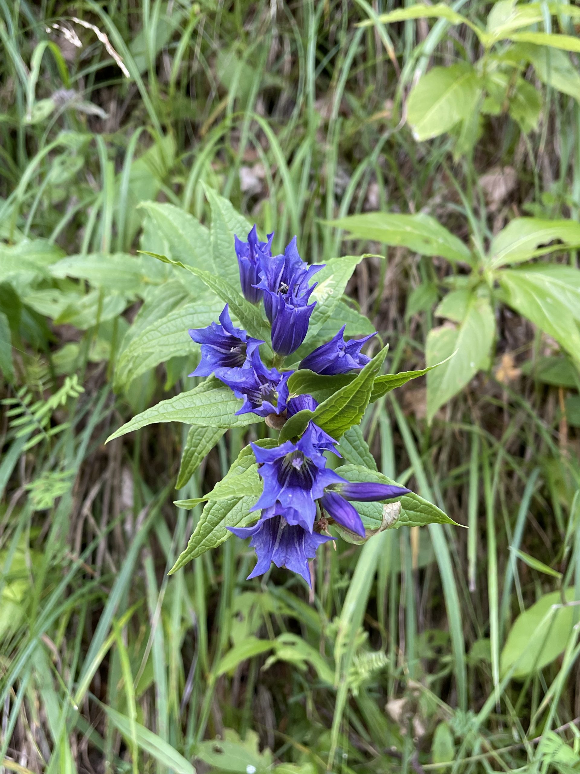 Gentiana asclepiadea – Bild 2