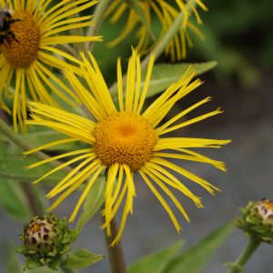 Inula helenium