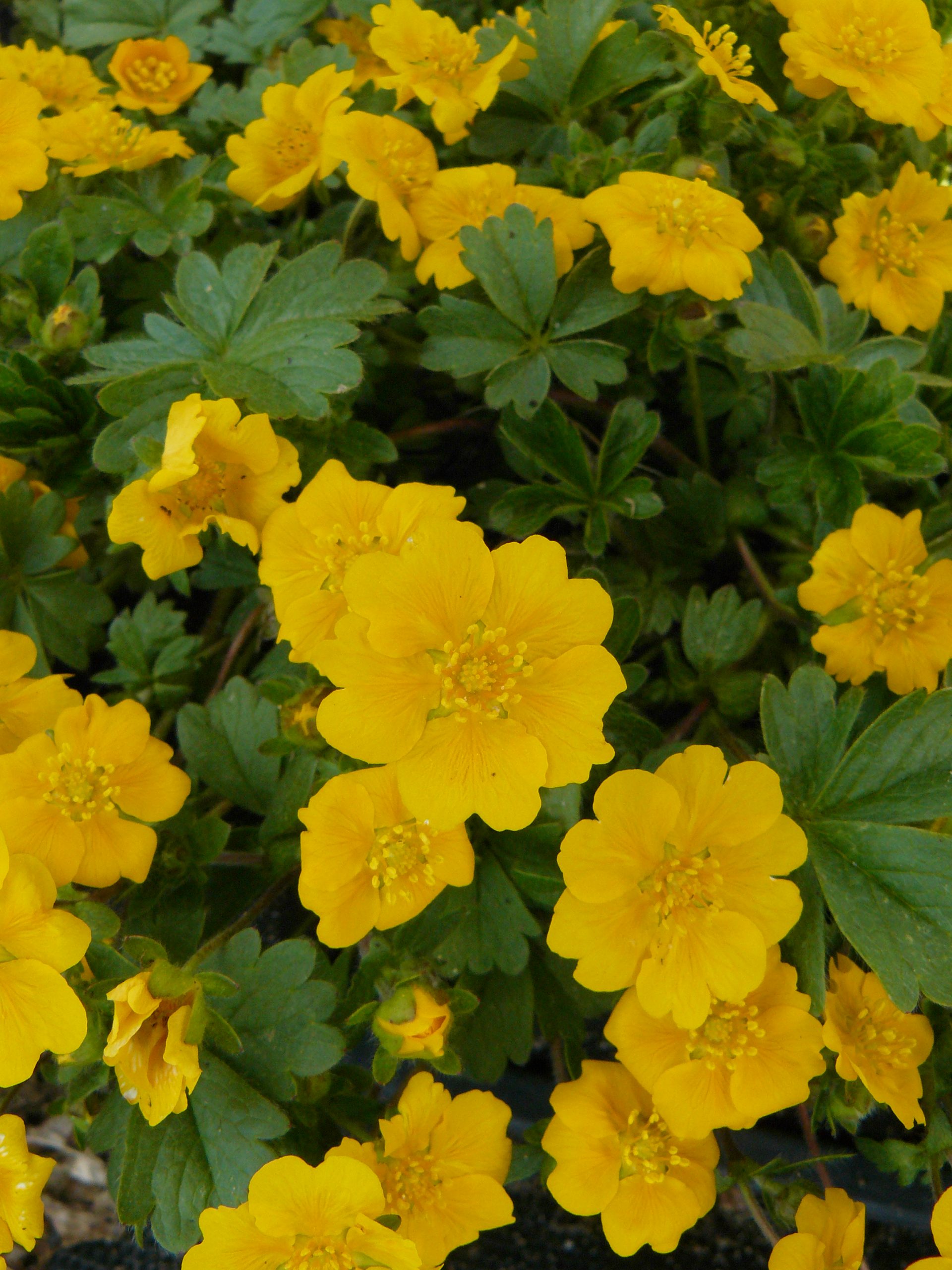 Potentilla crantzii