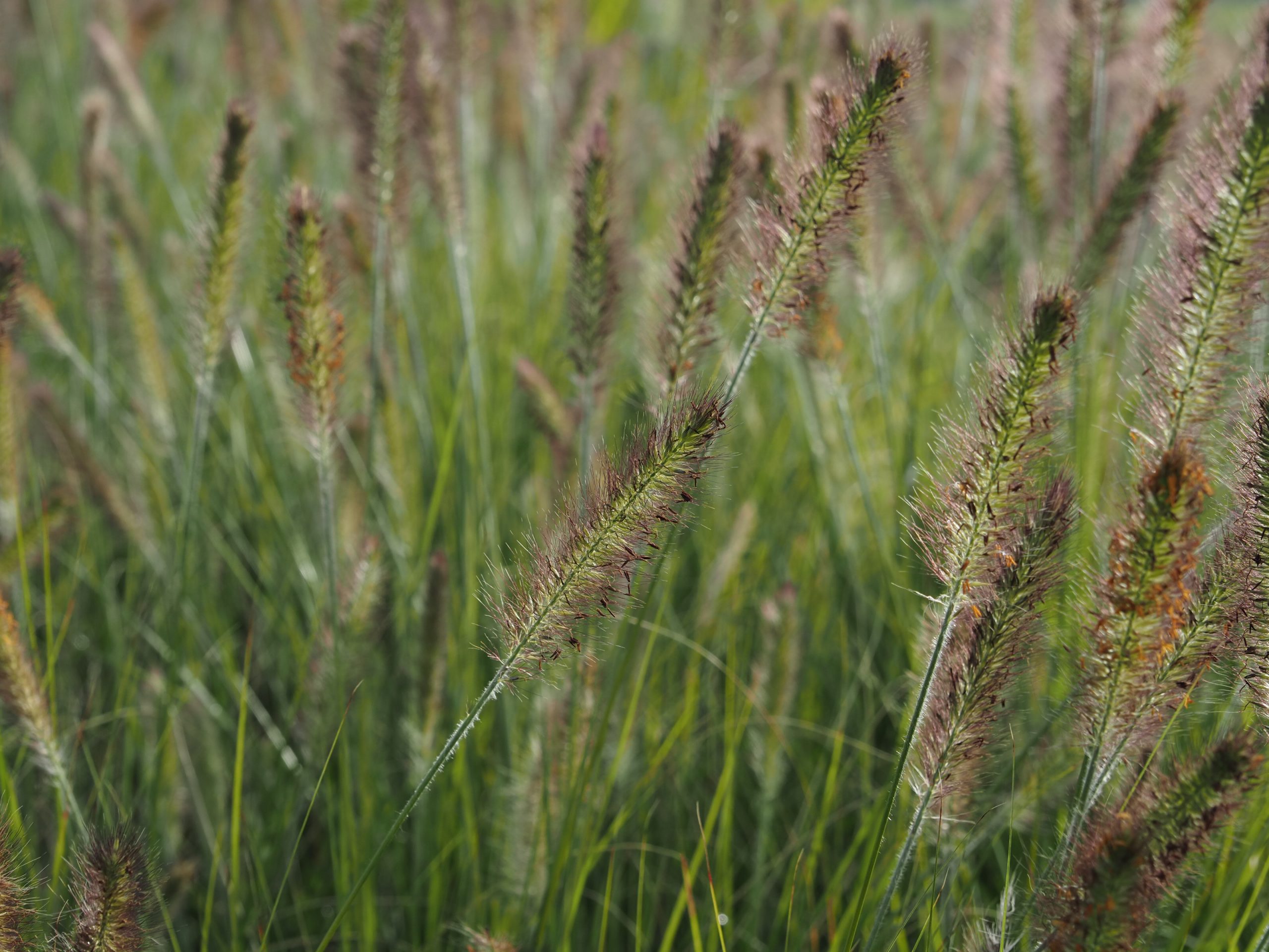 Pennisetum alopecur. 'Praline' ®