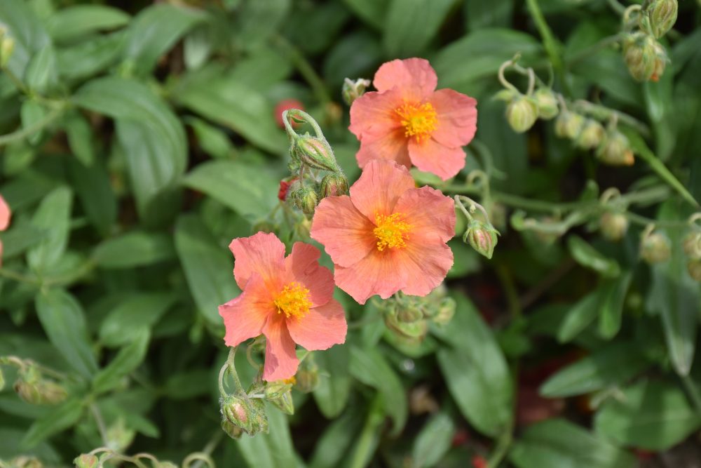 Helianthemum x cult. 'Granite Guava'