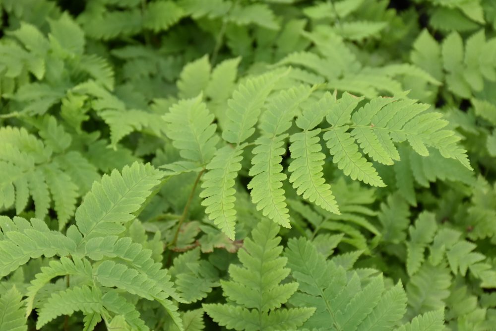 Dryopteris goldiana
