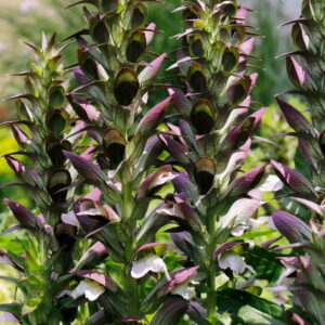Acanthus hungaricus