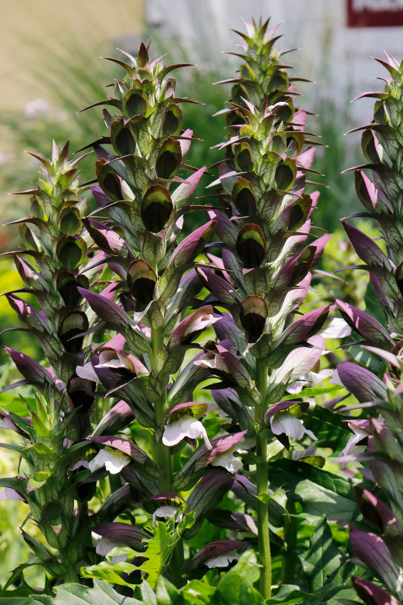 Acanthus hungaricus