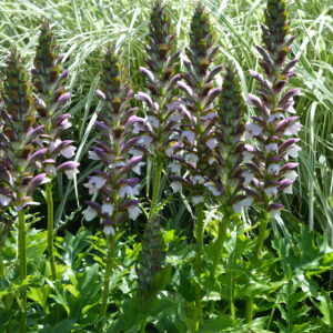 Acanthus mollis