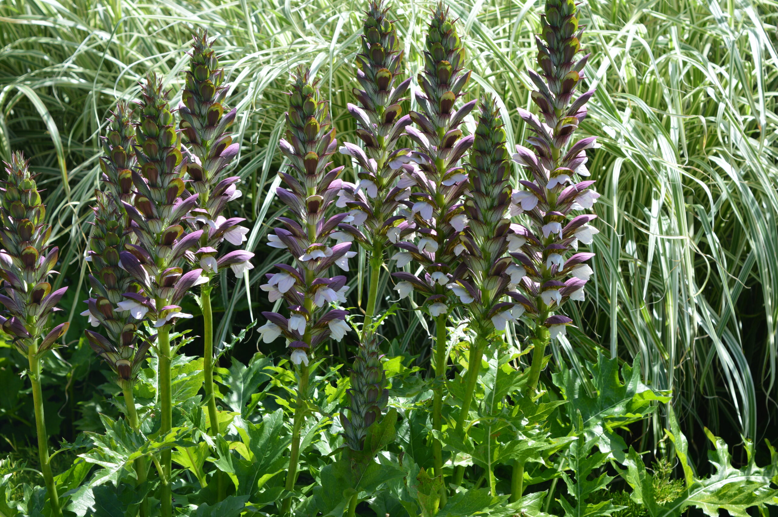 Acanthus mollis