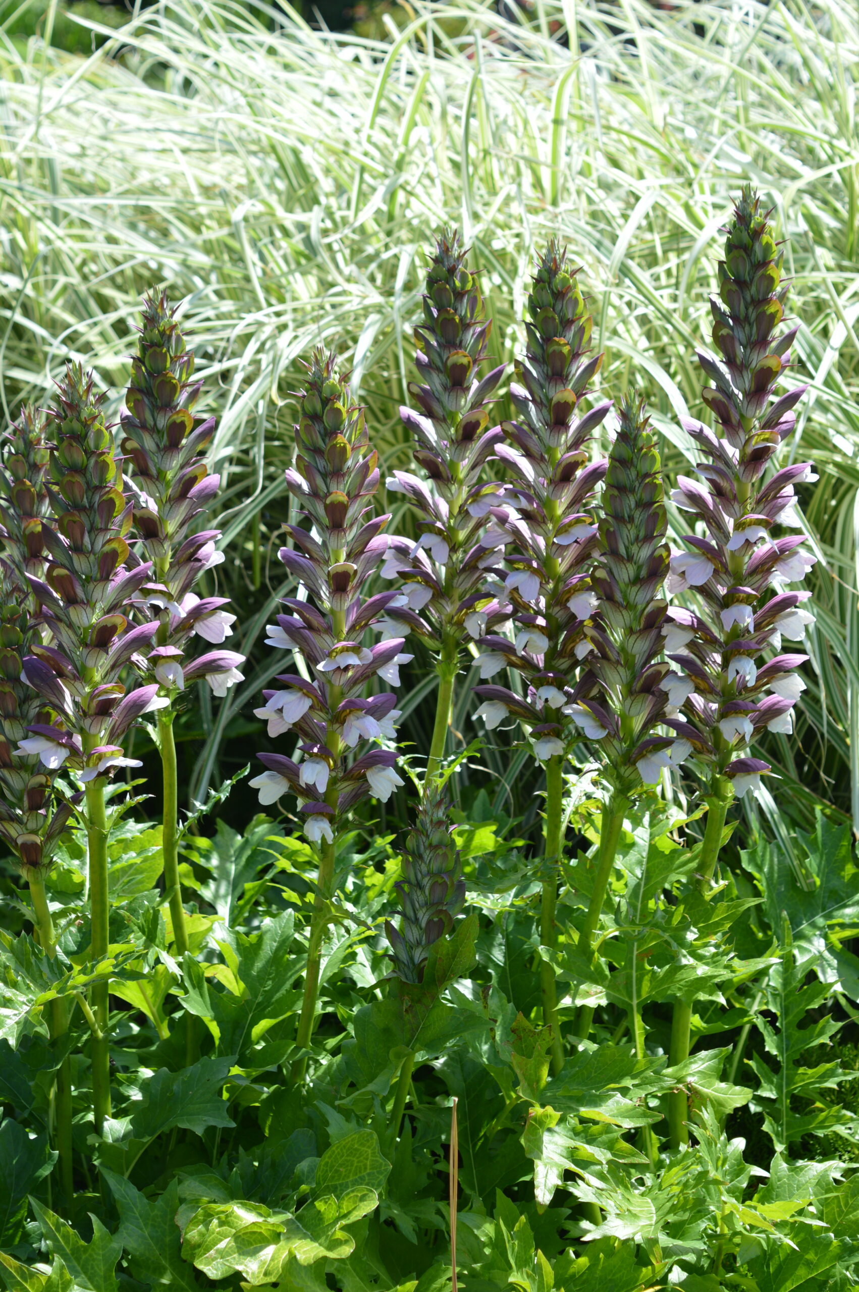 Acanthus mollis – Bild 2