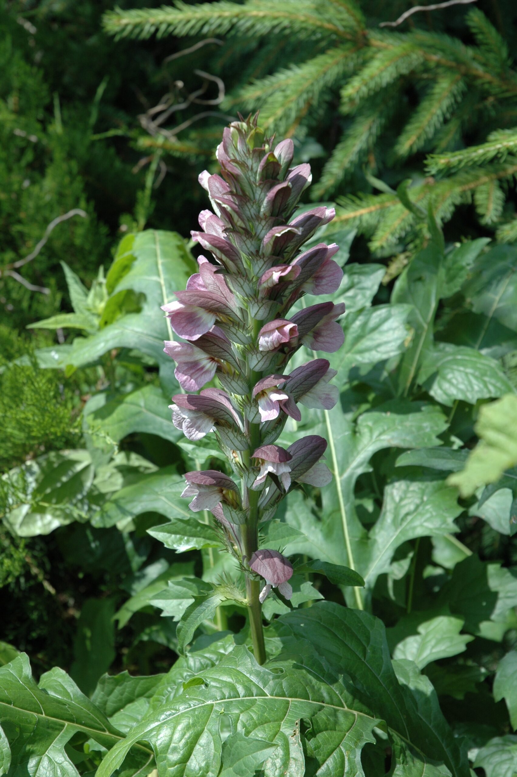 Acanthus mollis – Bild 3