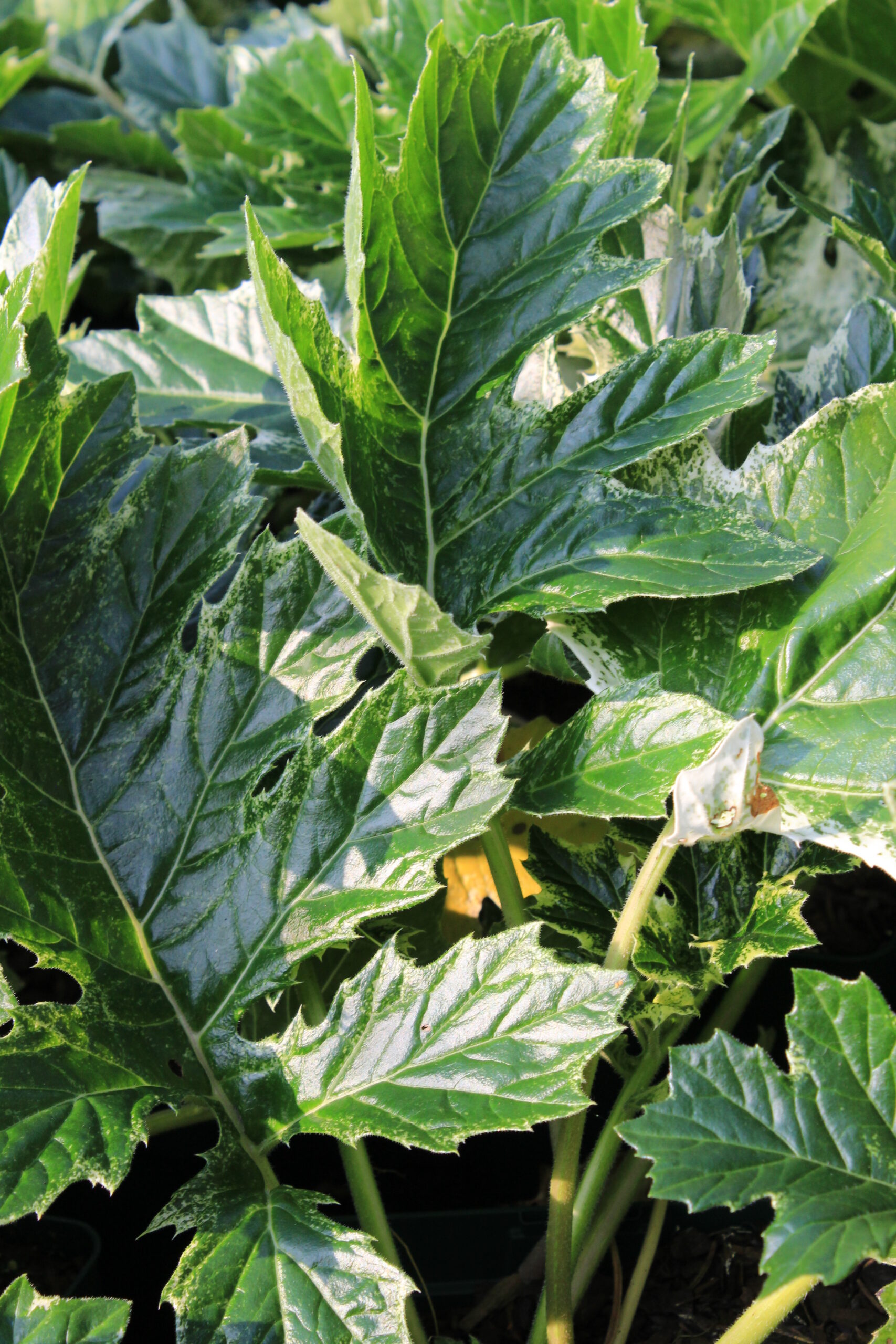 Acanthus mollis 'Whitewater' ® – Bild 2
